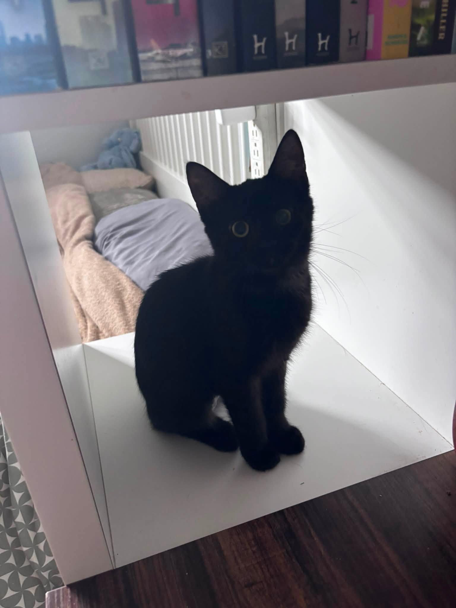 Enlarge Lyric, an adopted Domestic Short Hair in Spencerville, ON image 2/6