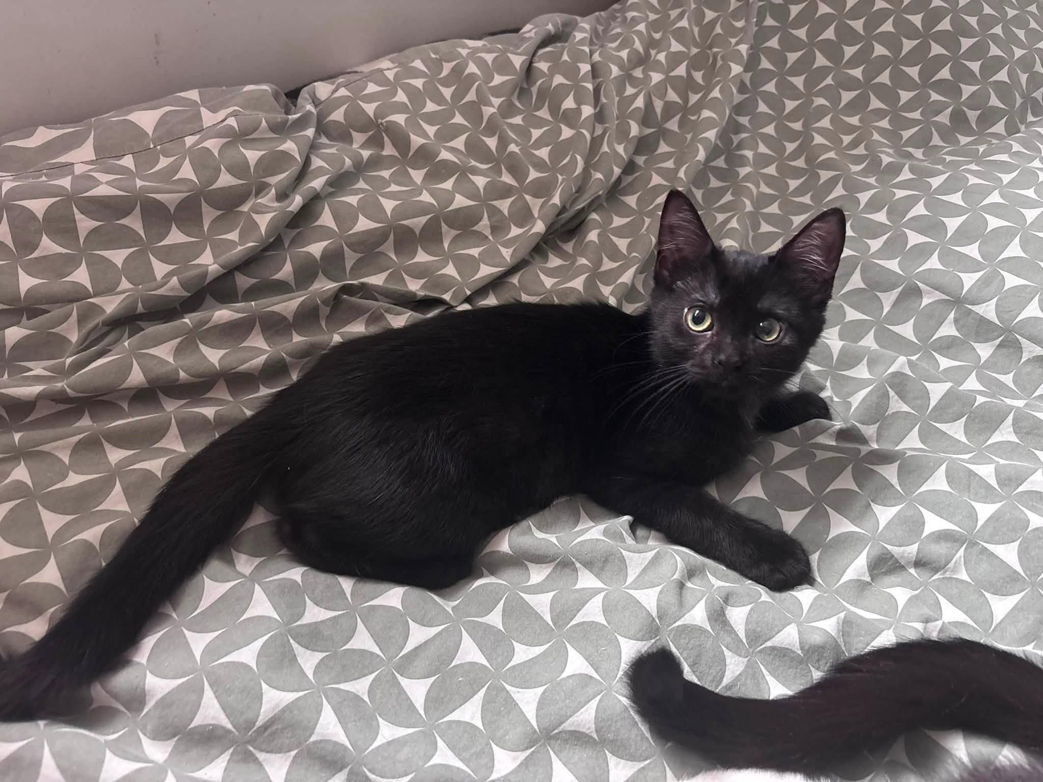 Lyric, adopted, Kitten Female Domestic Short Hair.