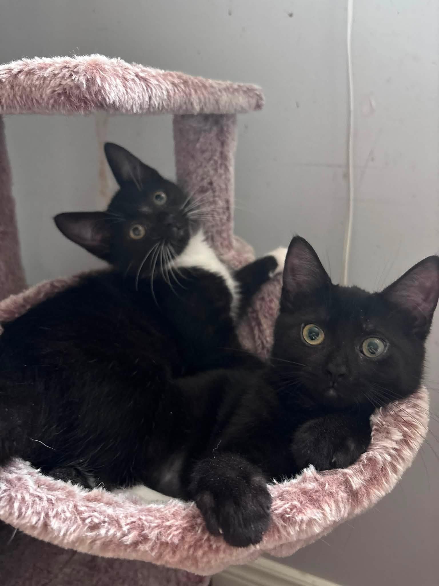 Enlarge Lyric, an adopted Domestic Short Hair in Spencerville, ON image 6/6