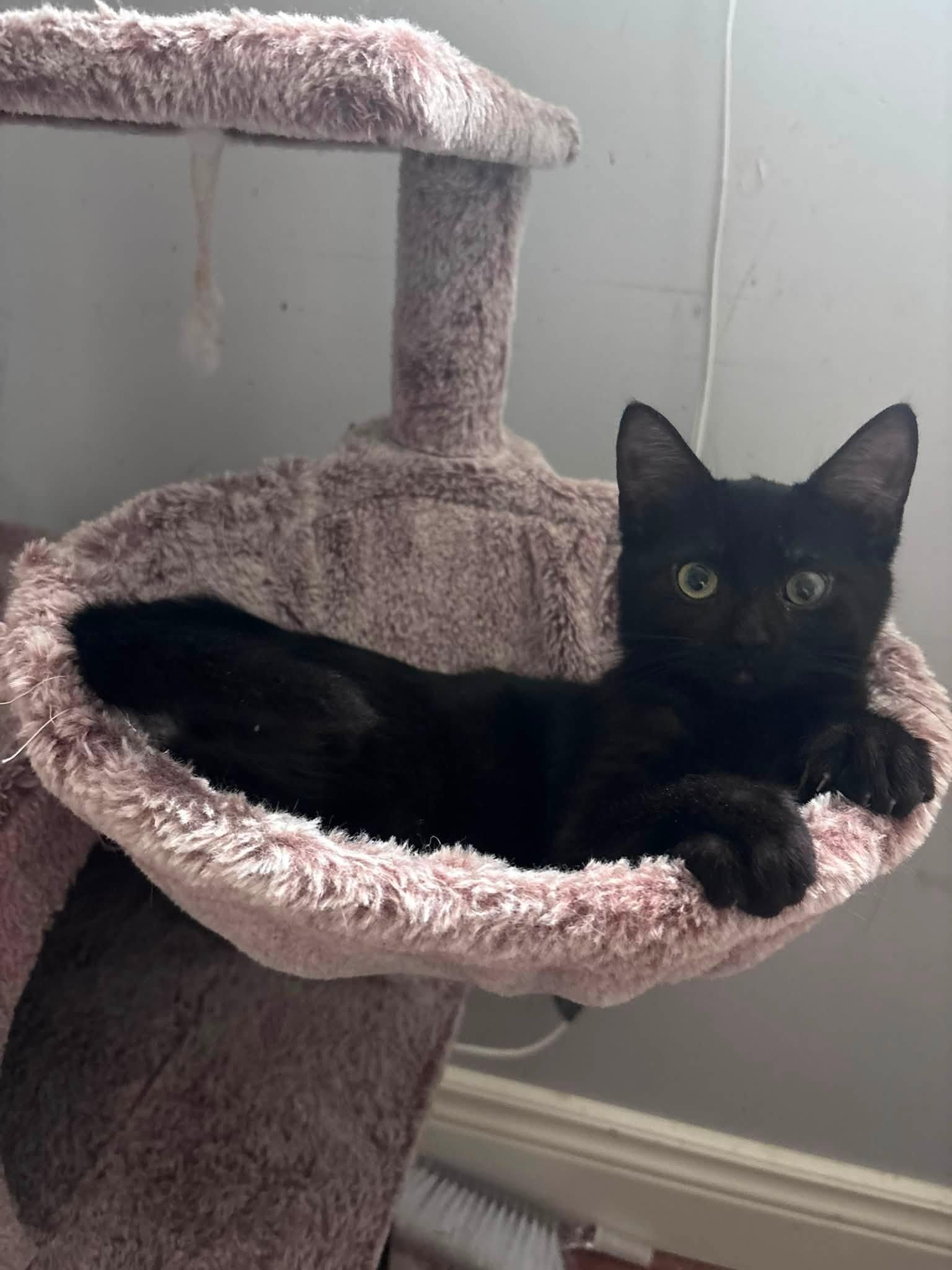 Enlarge Lyric, an adopted Domestic Short Hair in Spencerville, ON image 4/6