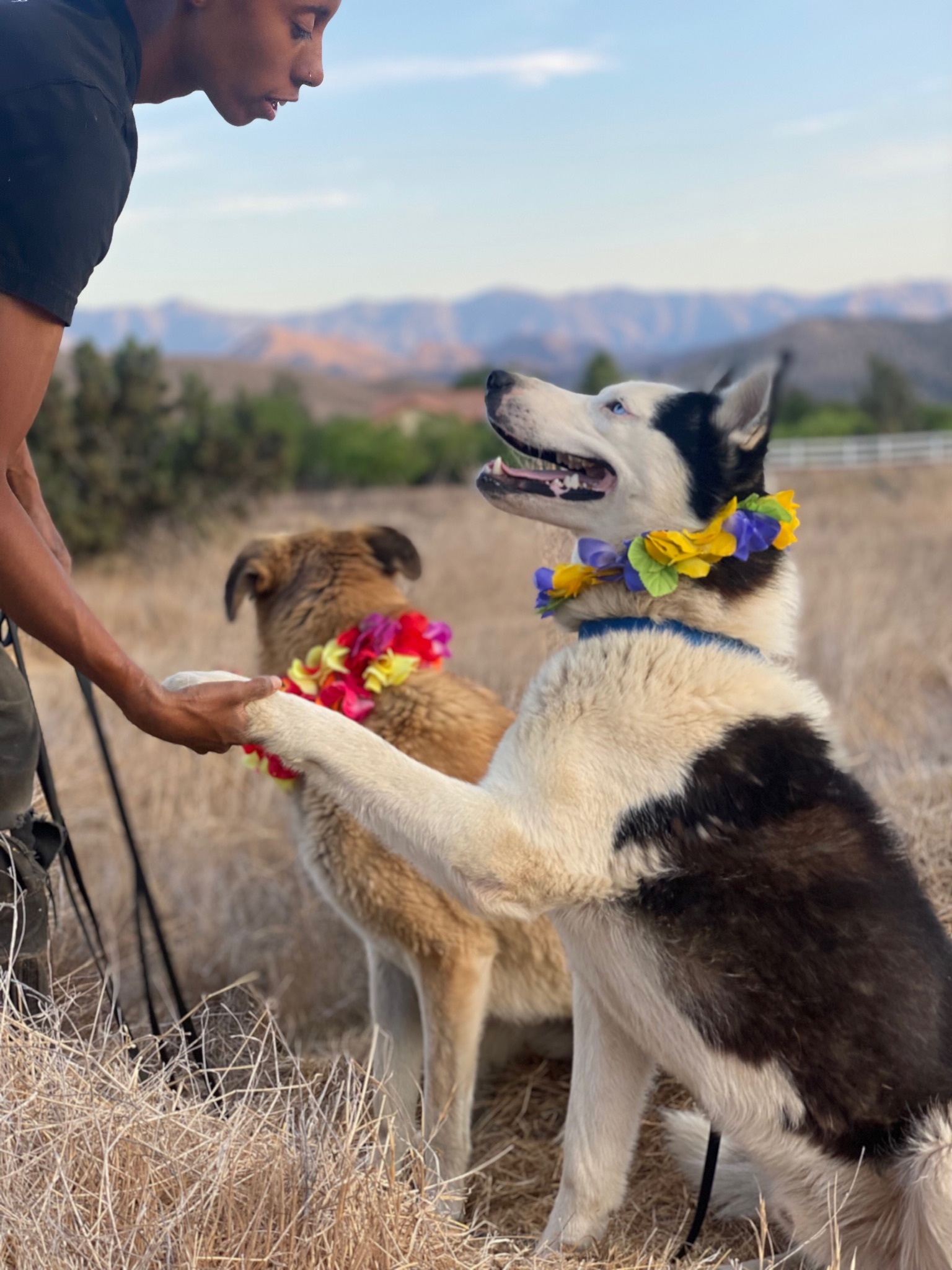 TUNDRA, Adoptable, Young Male Husky.