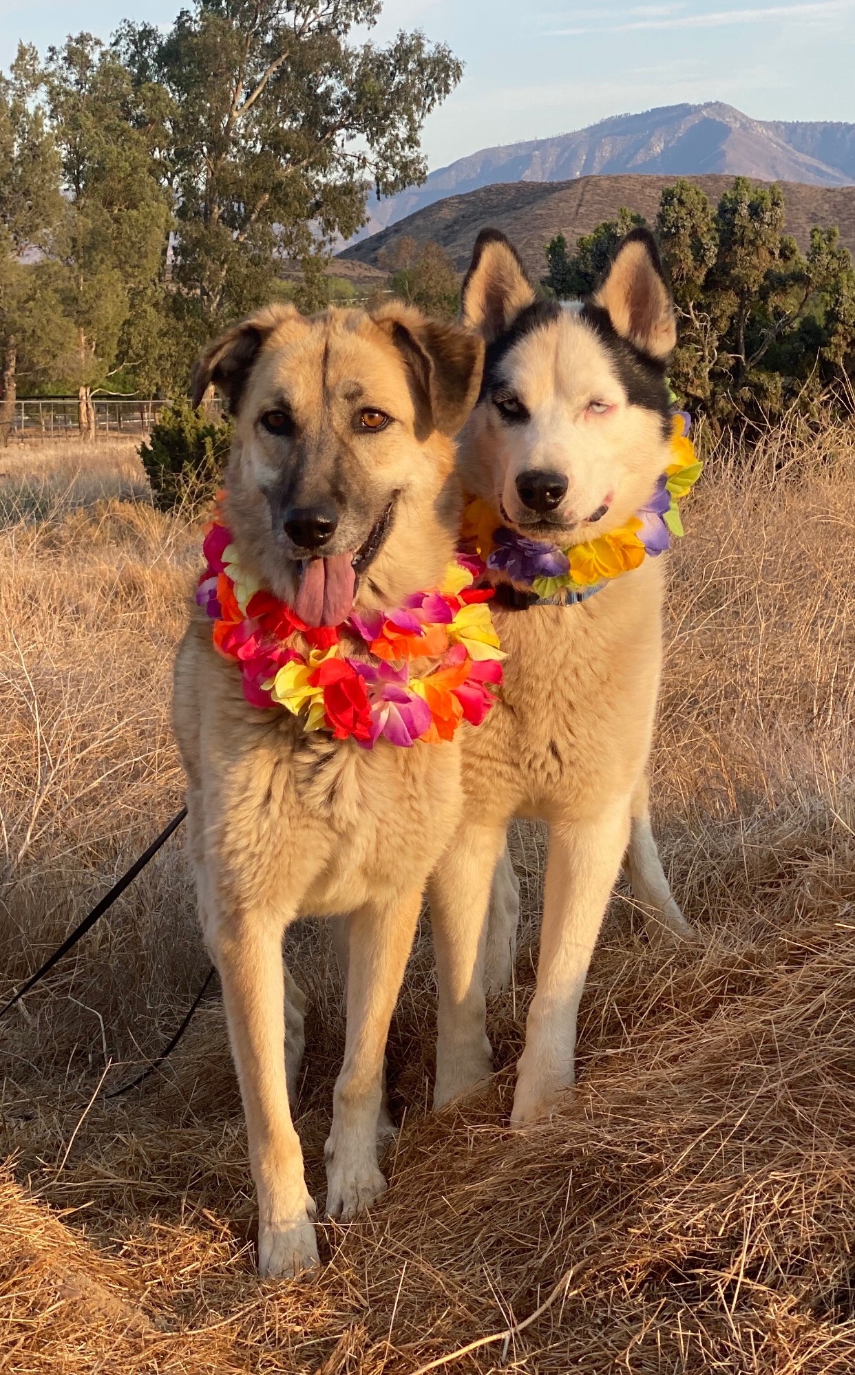 TUNDRA, a Adoptable Husky in Acton, CA image 2/12