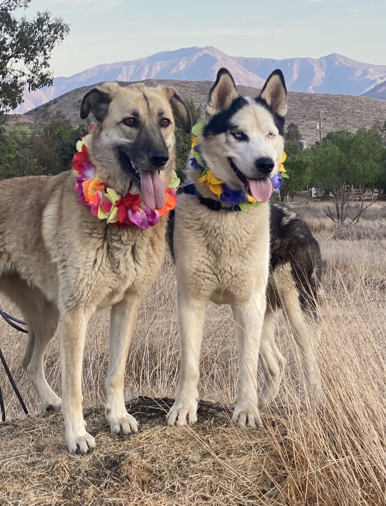 TUNDRA, Adoptable, Young Male Husky.