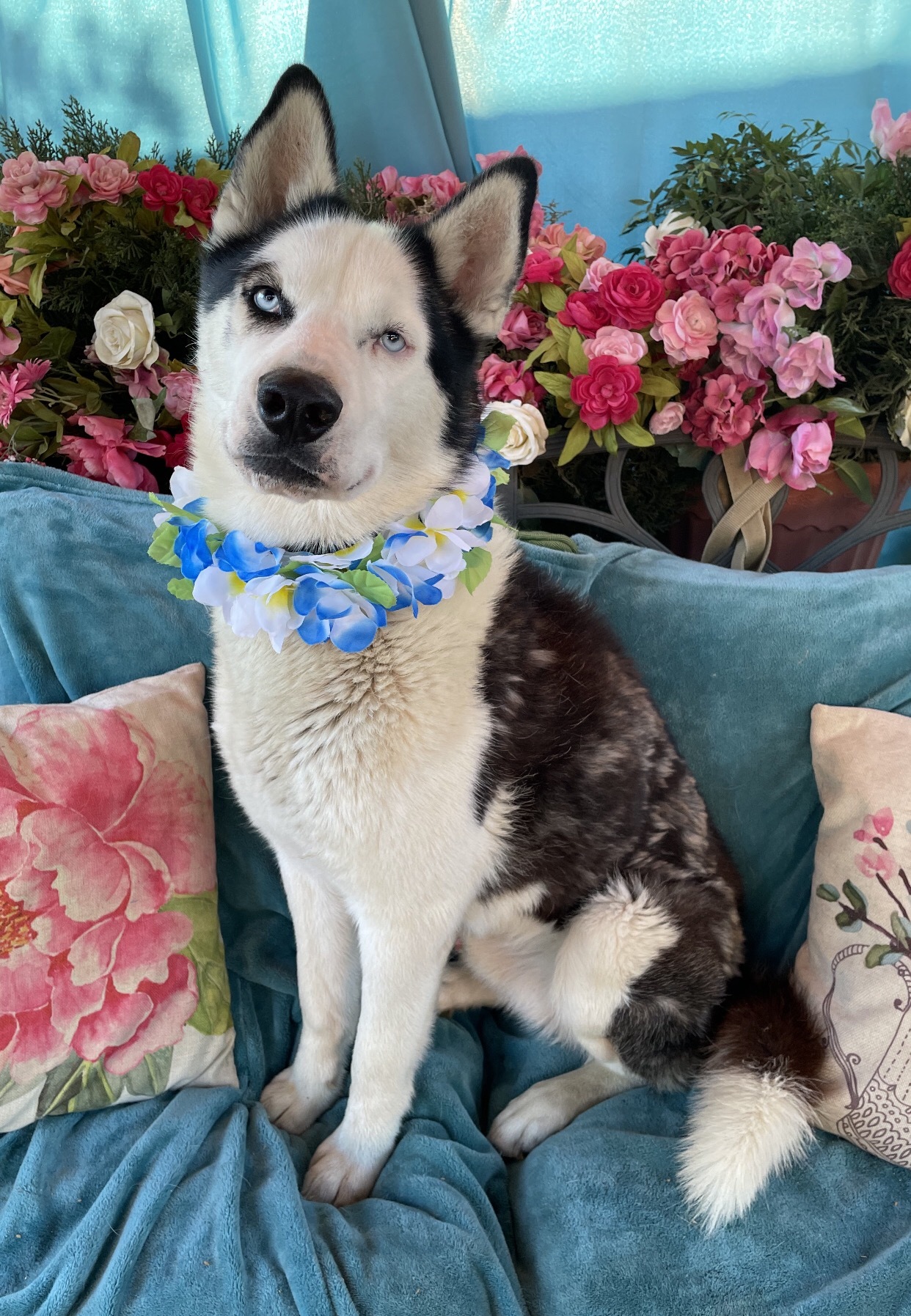 TUNDRA, a Adoptable Husky in Acton, CA image 4/12