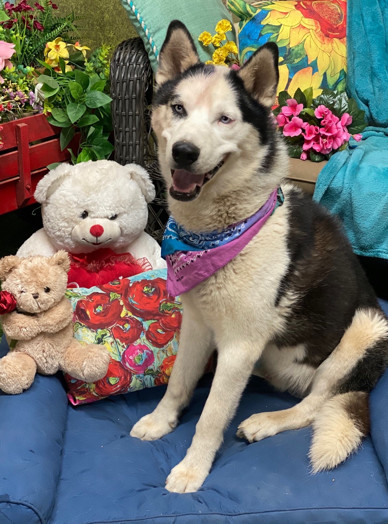 TUNDRA, a Adoptable Husky in Acton, CA image 5/12