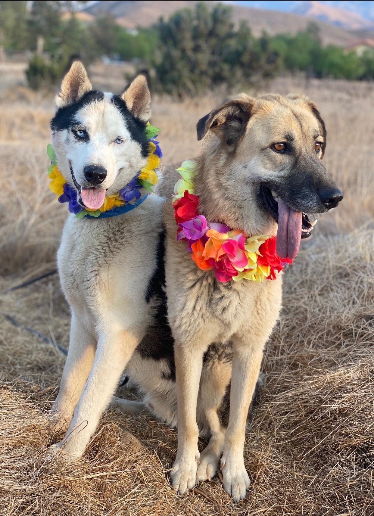 TUNDRA, a Adoptable Husky in Acton, CA image 6/12