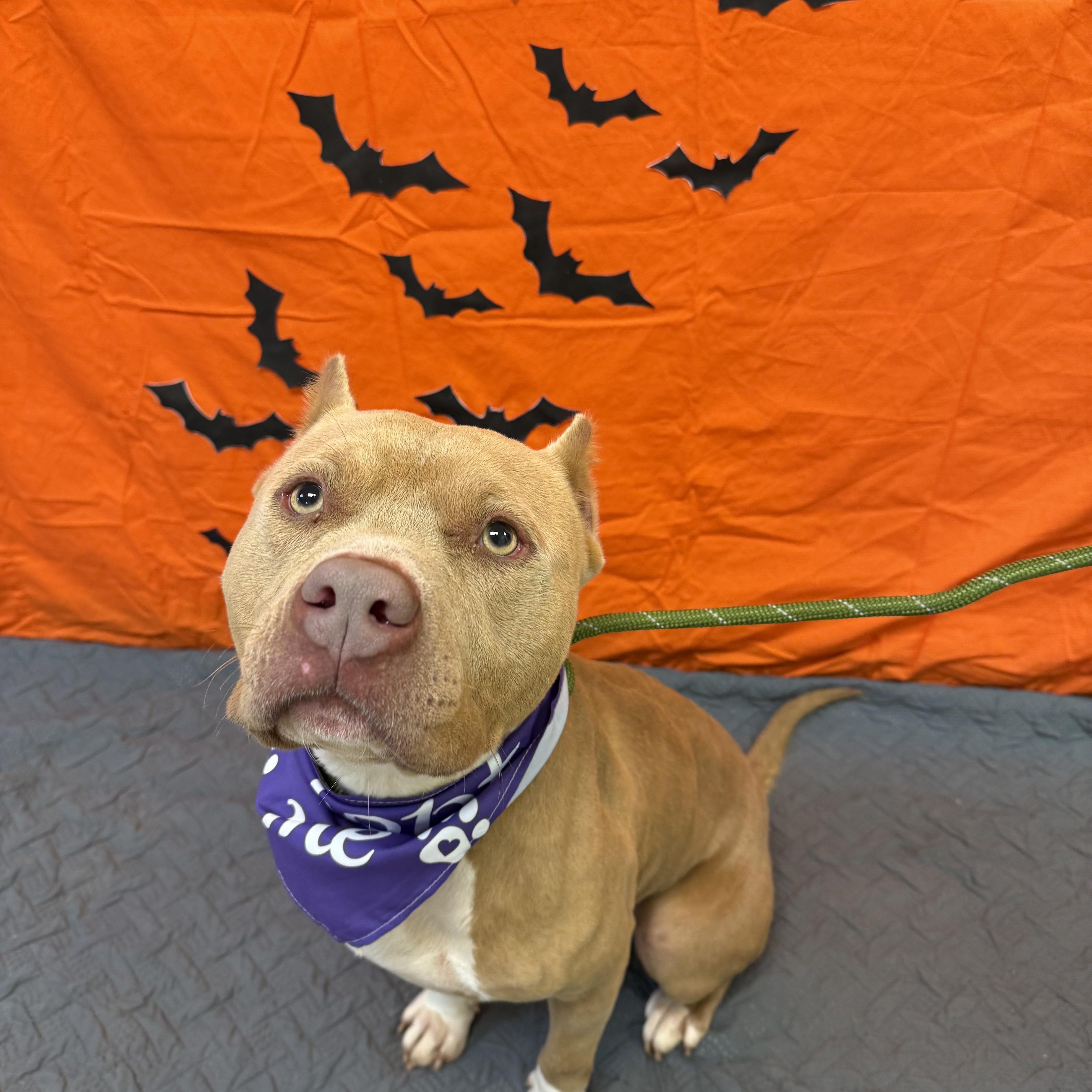 Enlarge Nova 11901, a Adoptable Pit Bull Terrier in Elberton, GA image 1/3