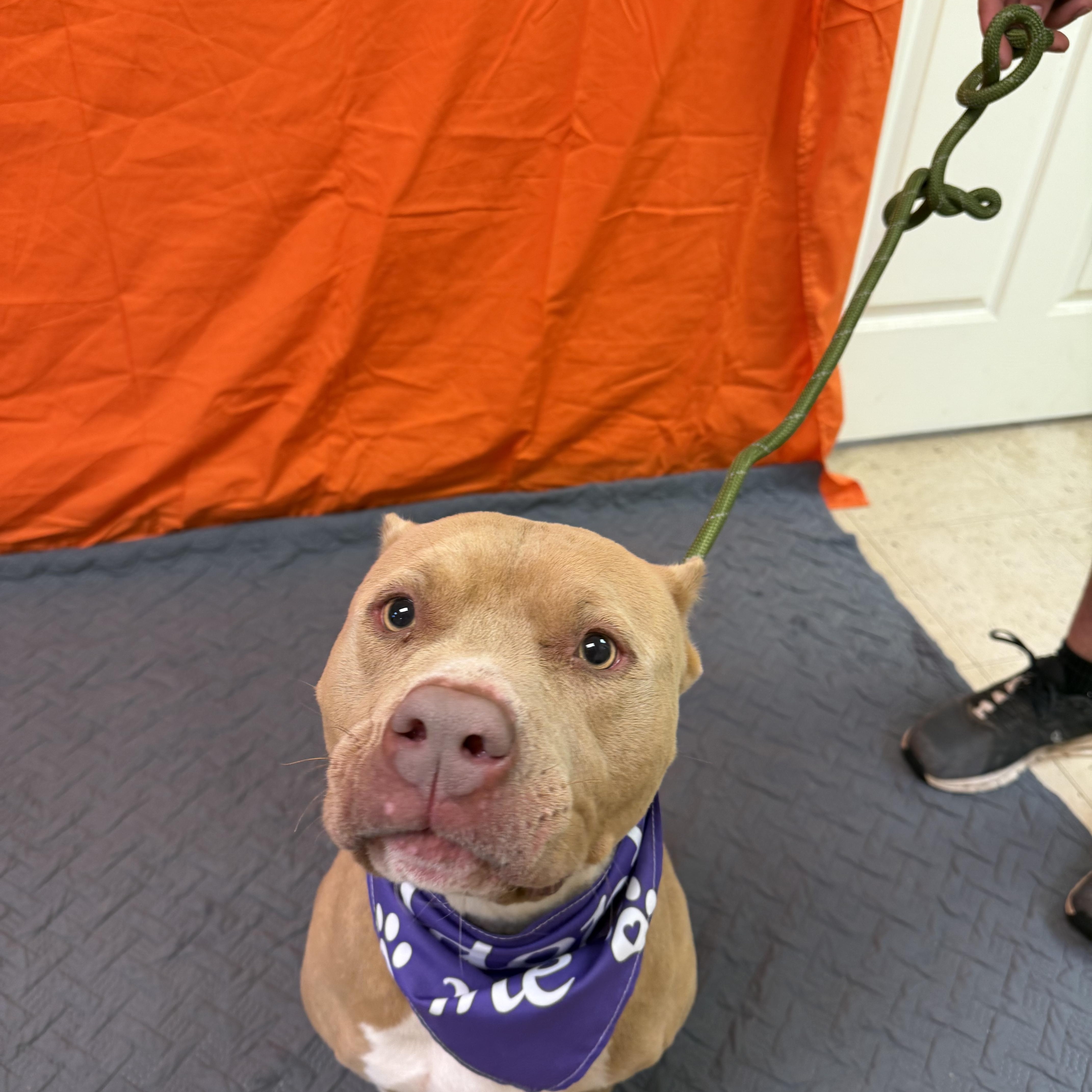 Enlarge Nova 11901, a Adoptable Pit Bull Terrier in Elberton, GA image 2/3