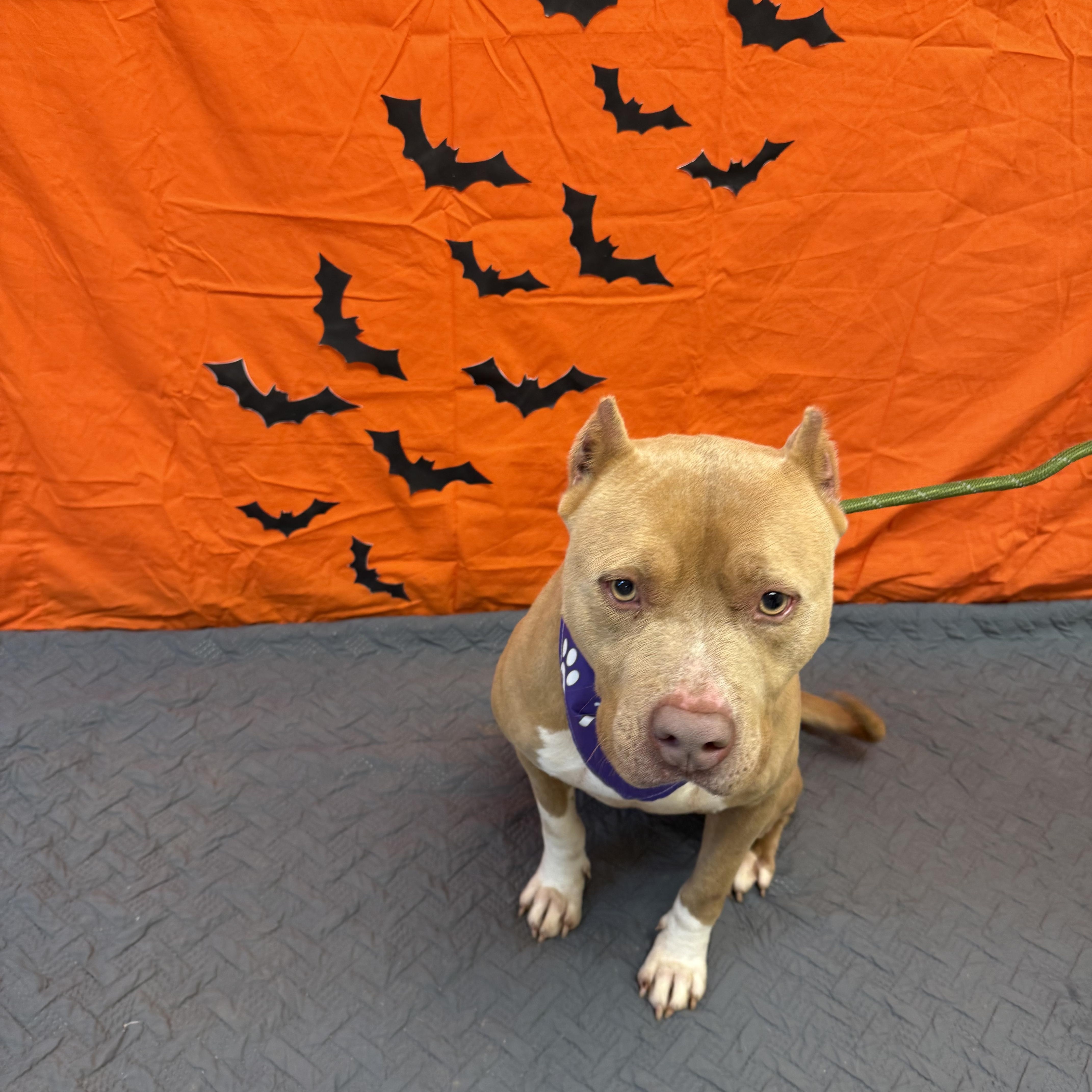 Enlarge Nova 11901, a Adoptable Pit Bull Terrier in Elberton, GA image 3/3