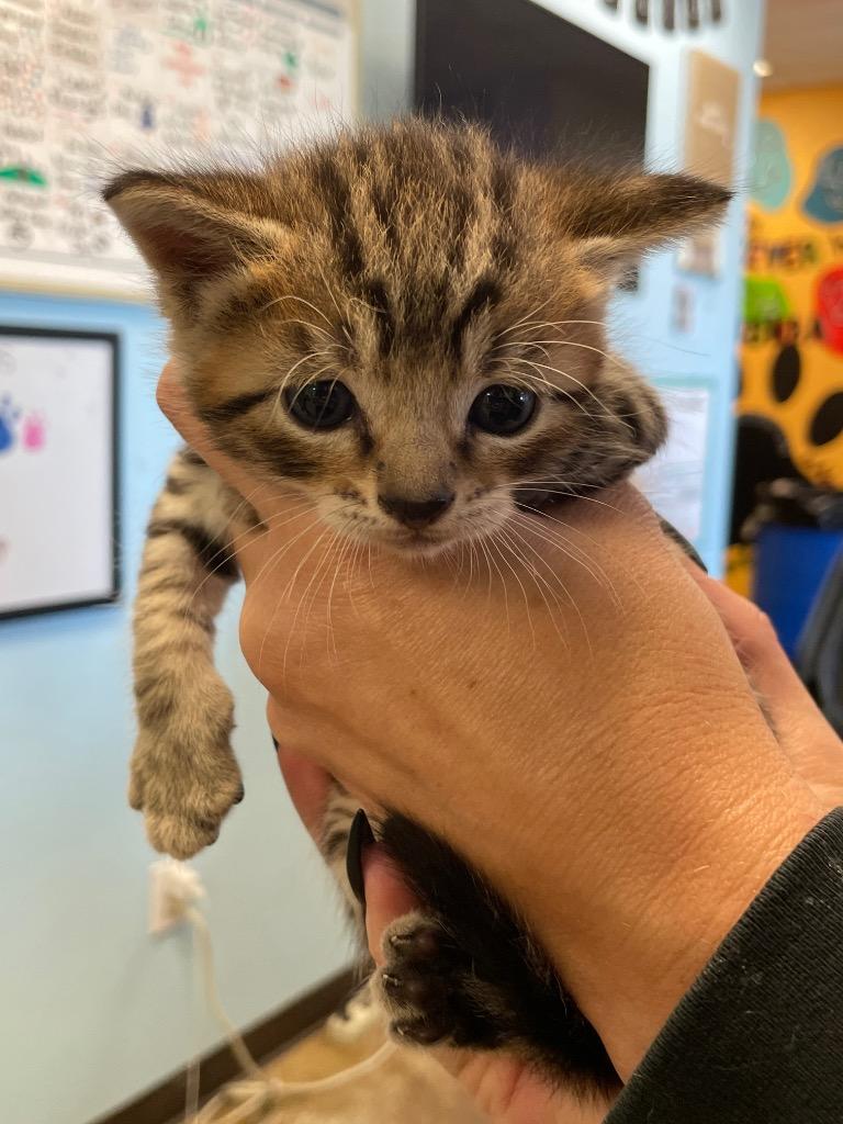 Enlarge Asher (TOPSEY), a Adoptable mixed breed in New Braunfels, TX image 1/1