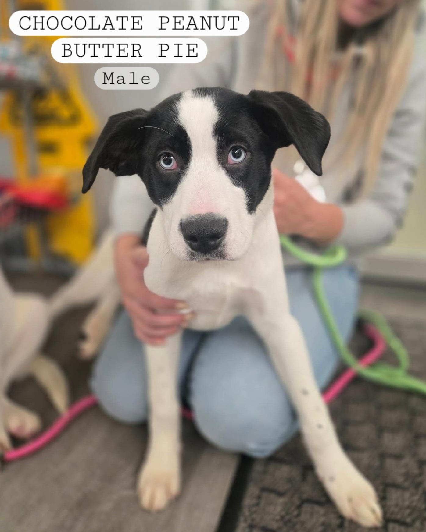 Enlarge Chocolate Peanut Butter Pie, a Adopted mixed breed in Rice Lake, WI image 1/1