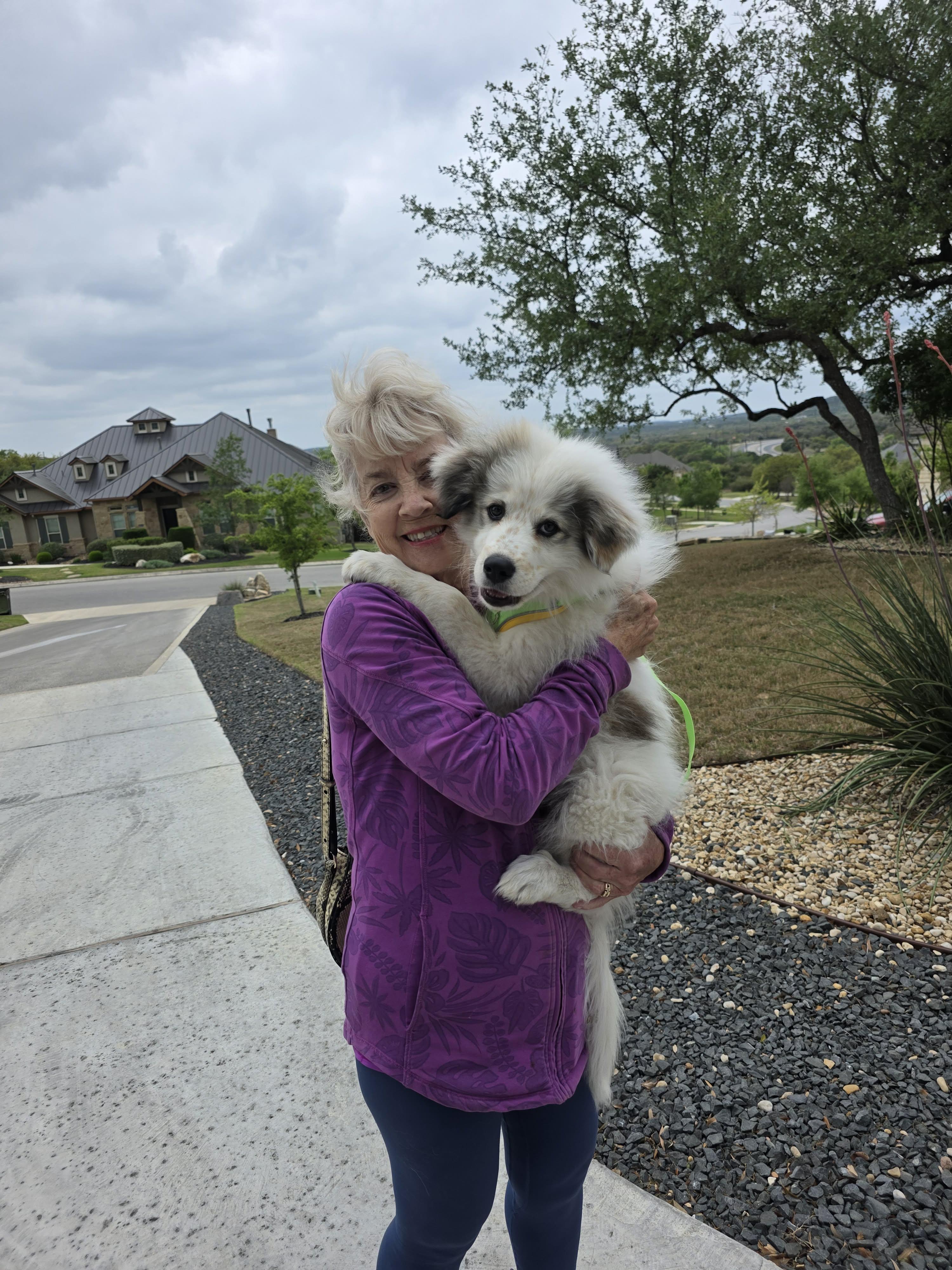 Enlarge Wyoming SAT AN Lottie Dottie, a Adopted Great Pyrenees in Quinlan, TX image 1/6