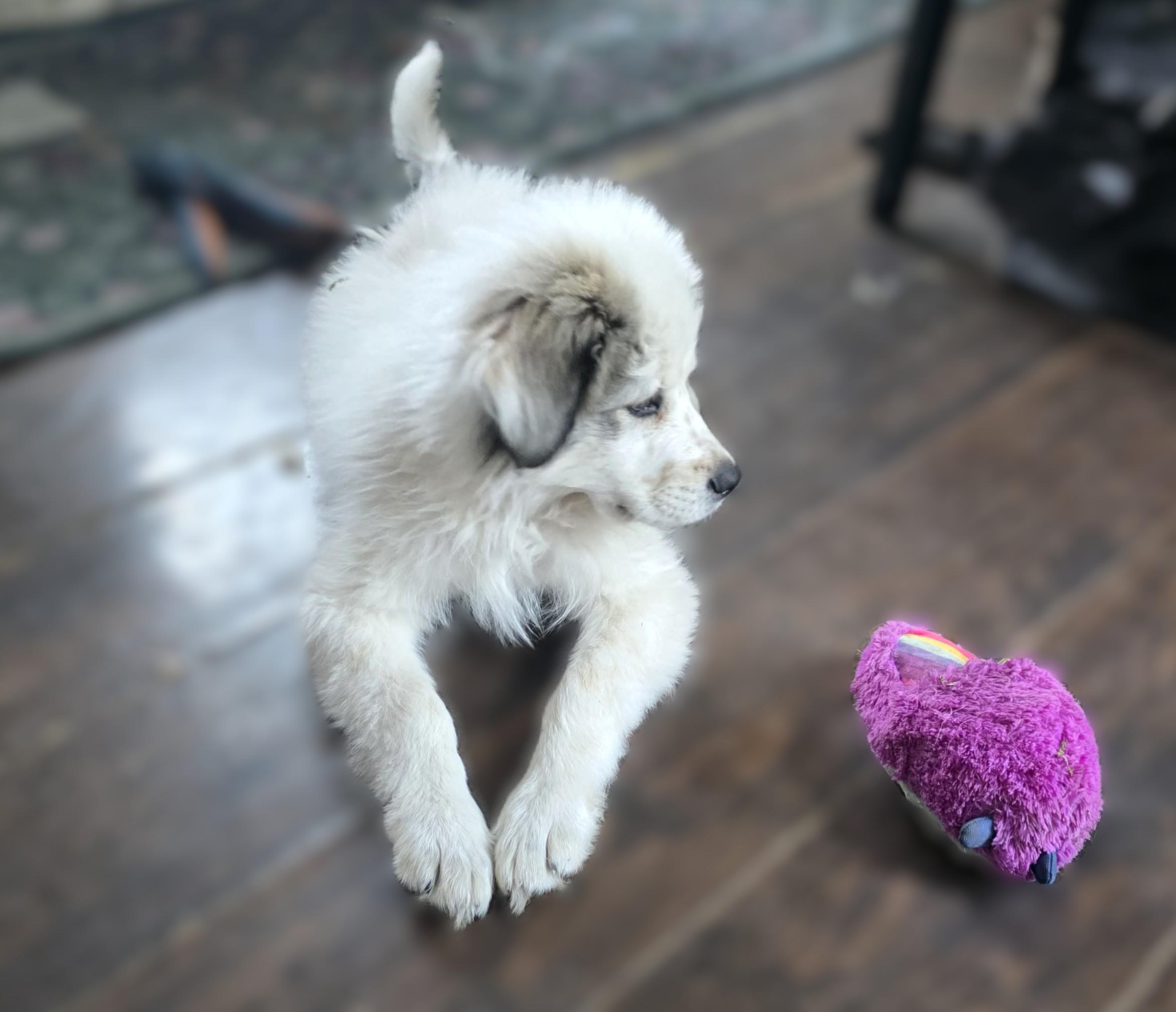 Enlarge Wyoming SAT AN Lottie Dottie, a Adopted Great Pyrenees in Quinlan, TX image 3/6