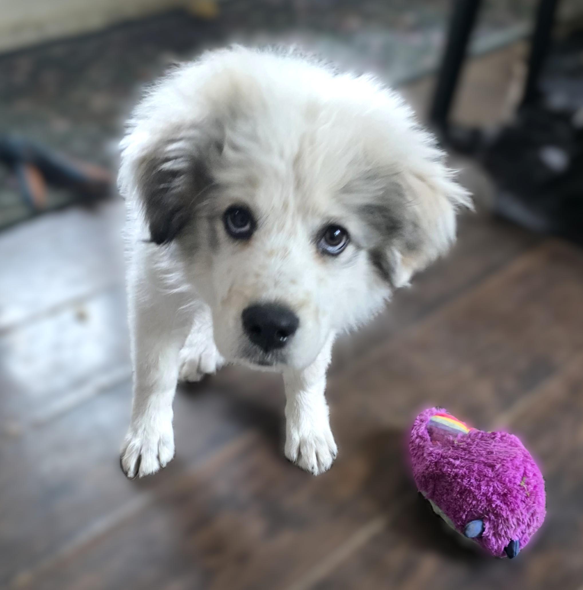 Enlarge Wyoming SAT AN Lottie Dottie, a Adopted Great Pyrenees in Quinlan, TX image 4/6