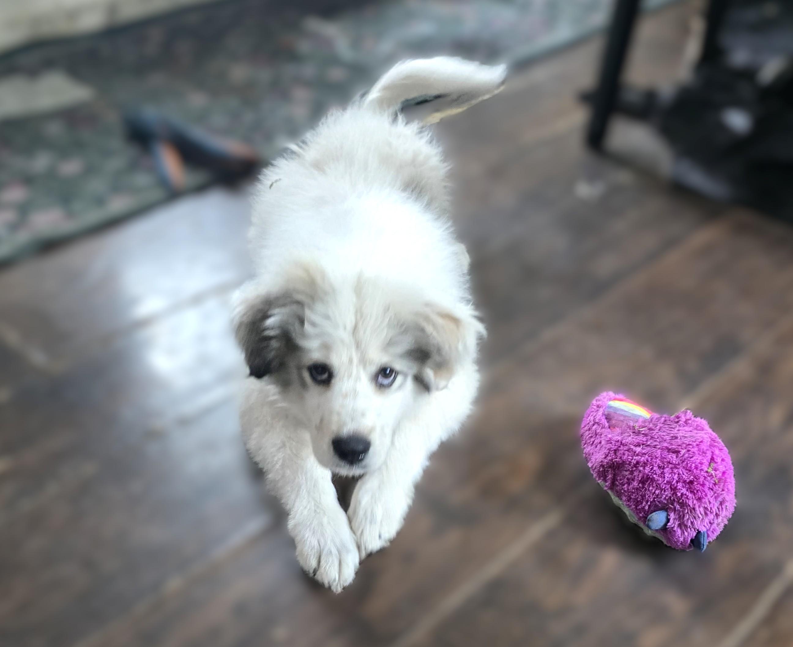 Enlarge Wyoming SAT AN Lottie Dottie, a Adopted Great Pyrenees in Quinlan, TX image 5/6