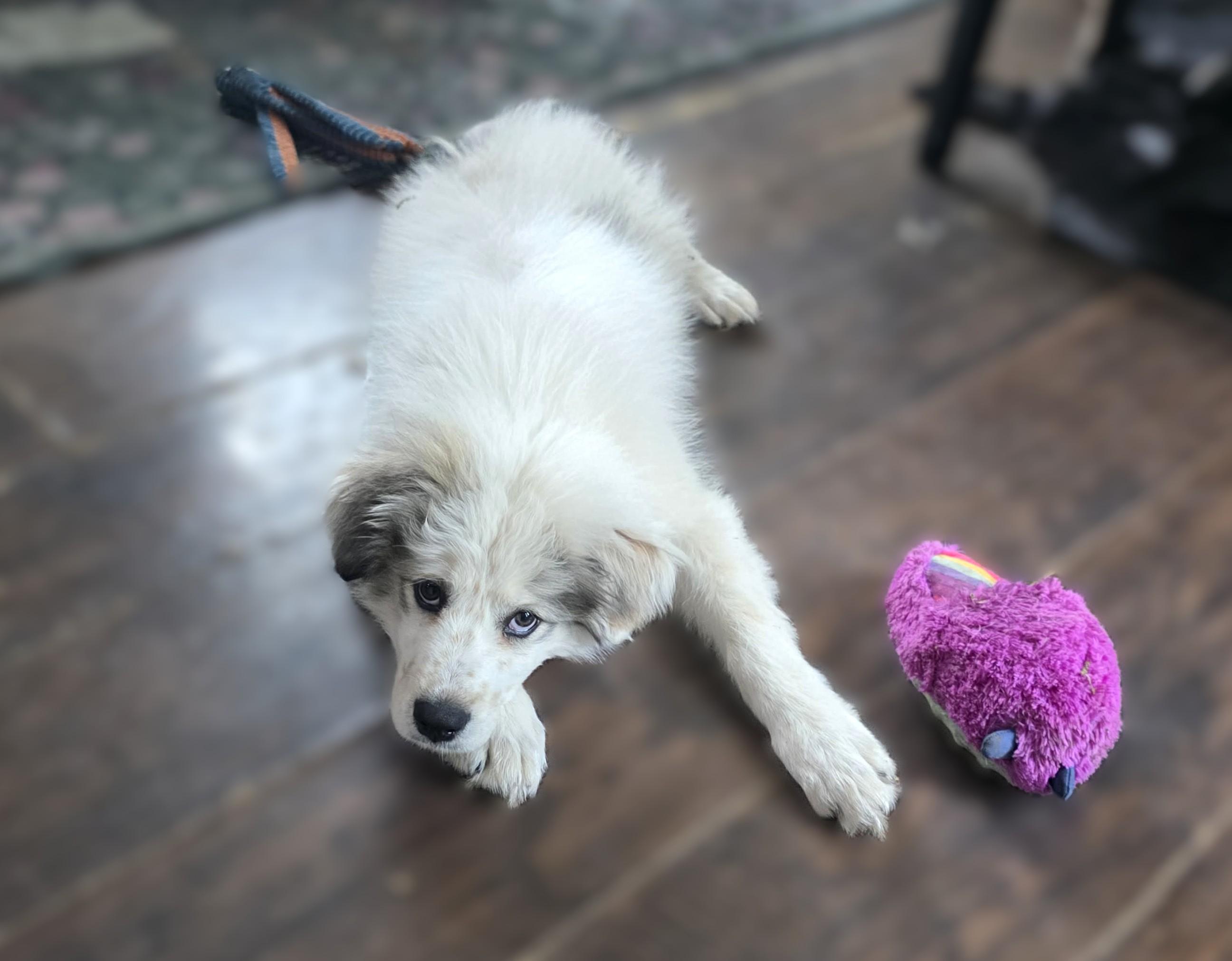 Enlarge Wyoming SAT AN Lottie Dottie, a Adopted Great Pyrenees in Quinlan, TX image 6/6