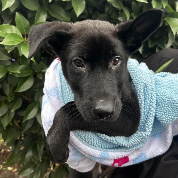 Enlarge Fergus, a Adoptable mixed breed in Dublin, CA image 3/3