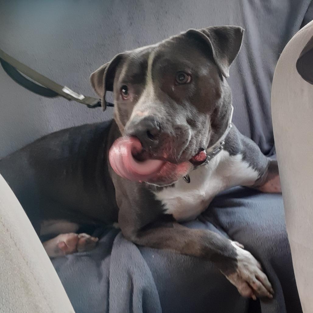 Buzz, Adoptable, Adult Male Pit Bull Terrier.