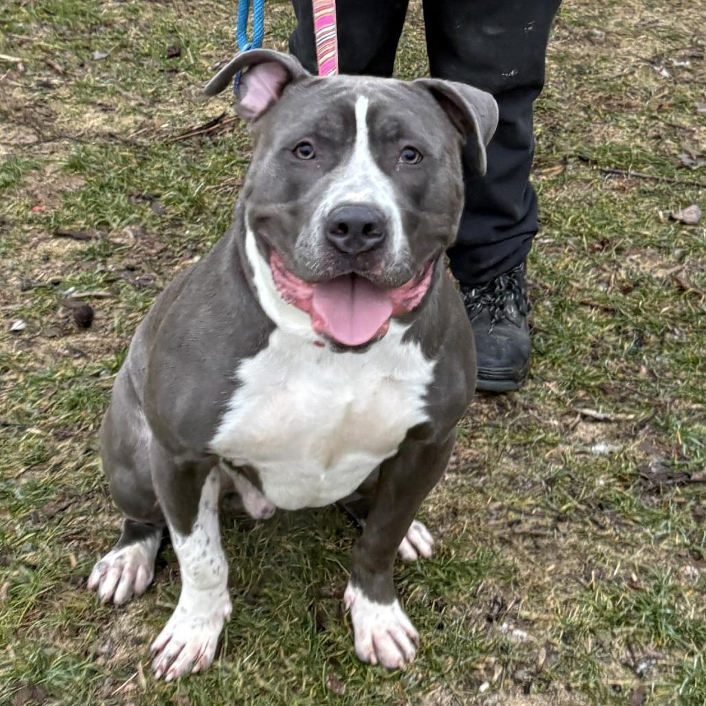 Enlarge Buzz, a Adoptable Pit Bull Terrier in Mooresville, IN image 2/4