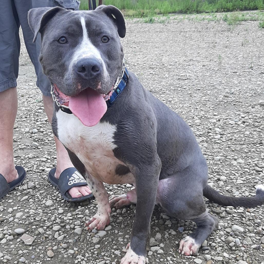 Buzz, Adoptable, Adult Male Pit Bull Terrier.