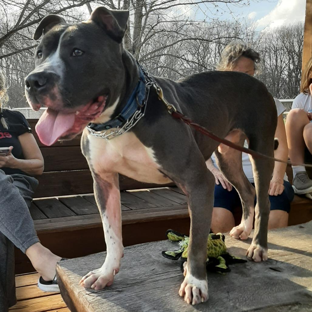 Buzz, a Adoptable Pit Bull Terrier in Mooresville, IN image 3/4