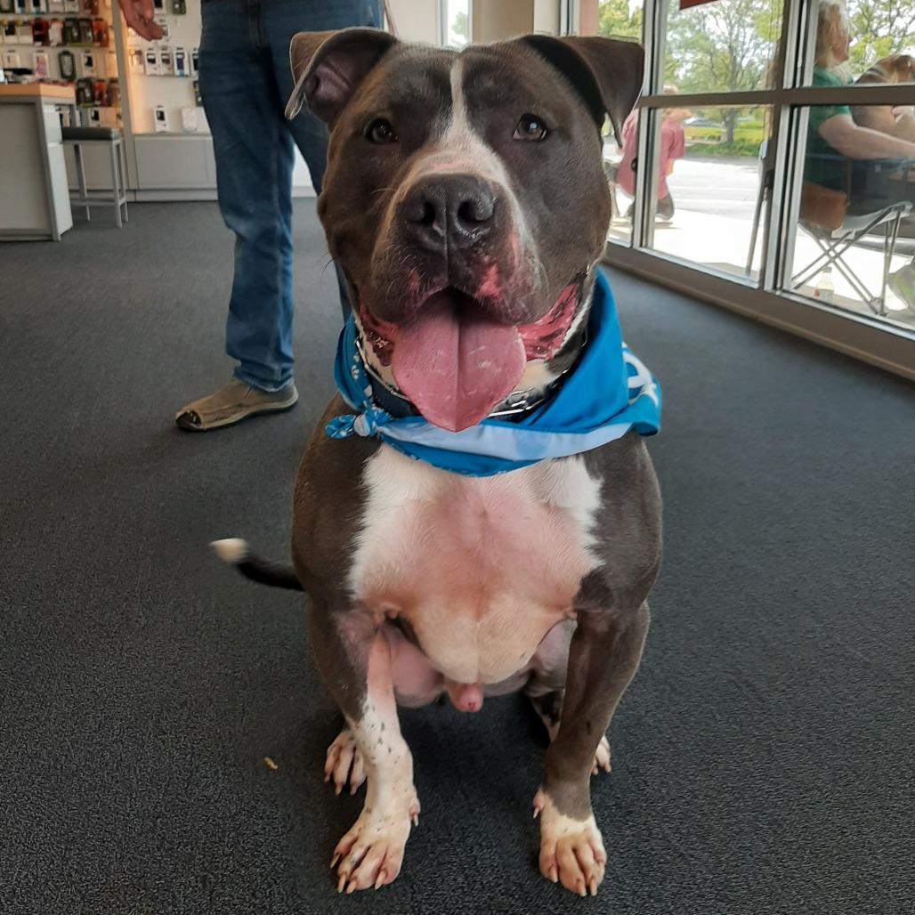 Buzz, a Adoptable Pit Bull Terrier in Mooresville, IN image 3/5