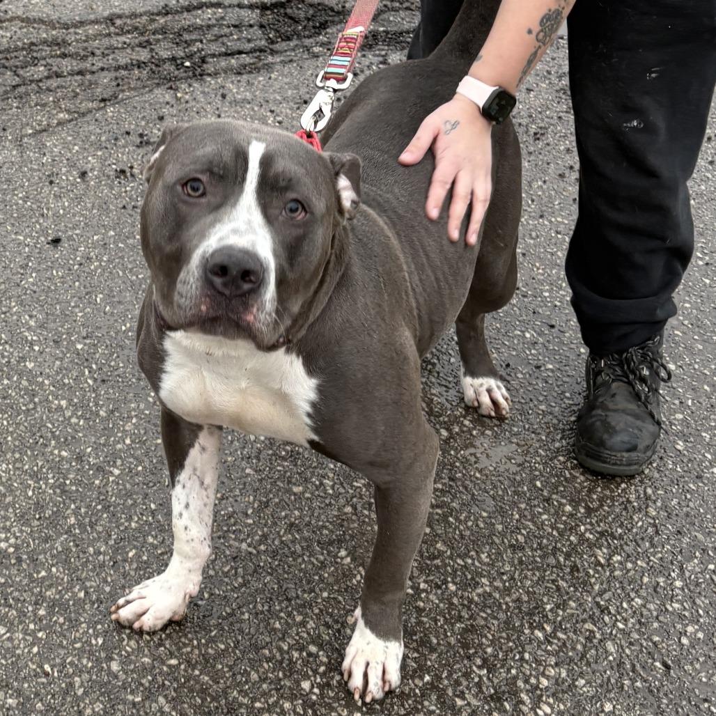 Enlarge Buzz, a Adoptable Pit Bull Terrier in Mooresville, IN image 4/4