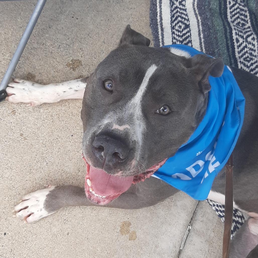Buzz, a Adoptable Pit Bull Terrier in Mooresville, IN image 5/5