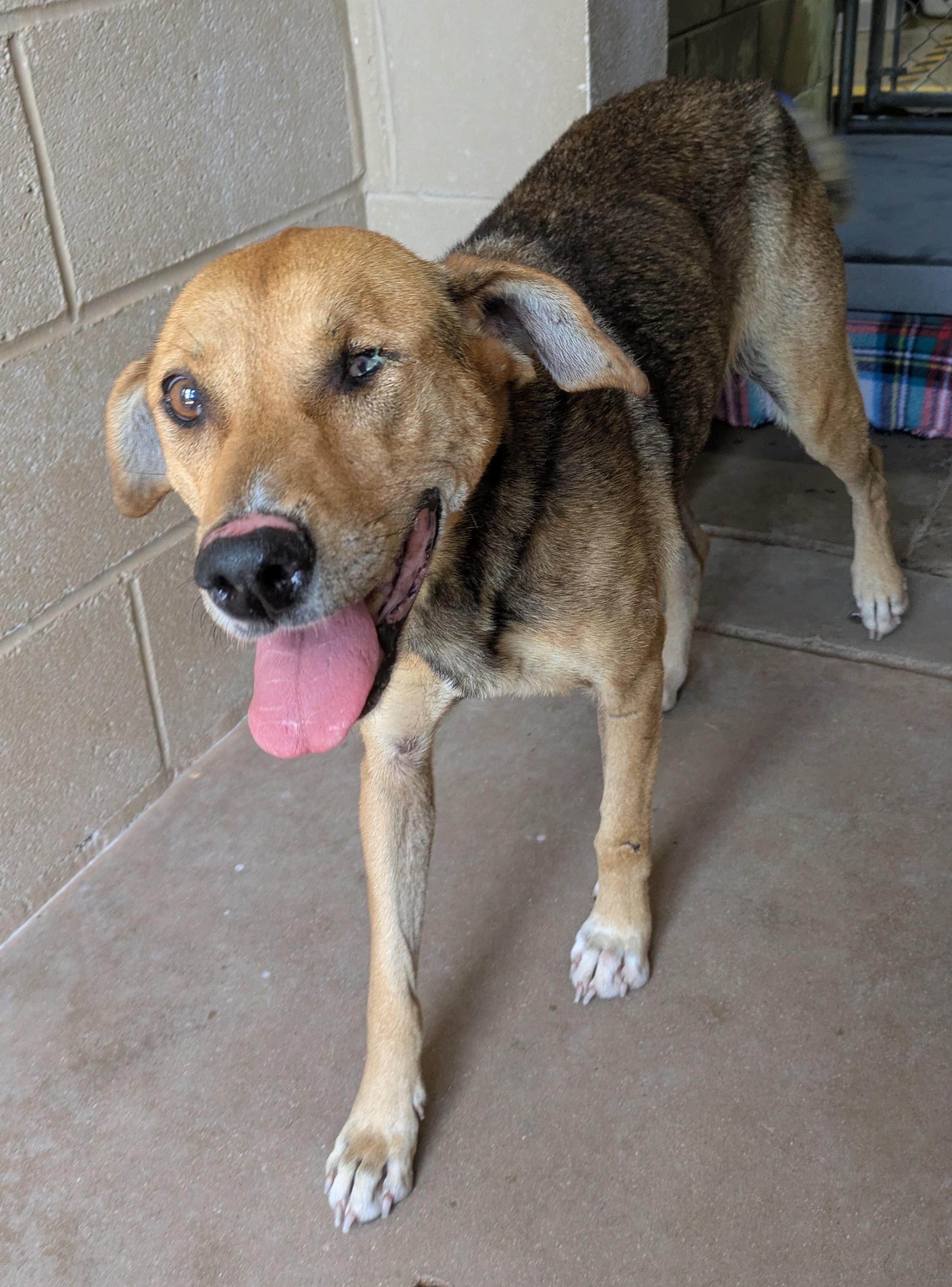 Enlarge Jewel, a Adoptable mixed breed in Bisbee, AZ image 2/2