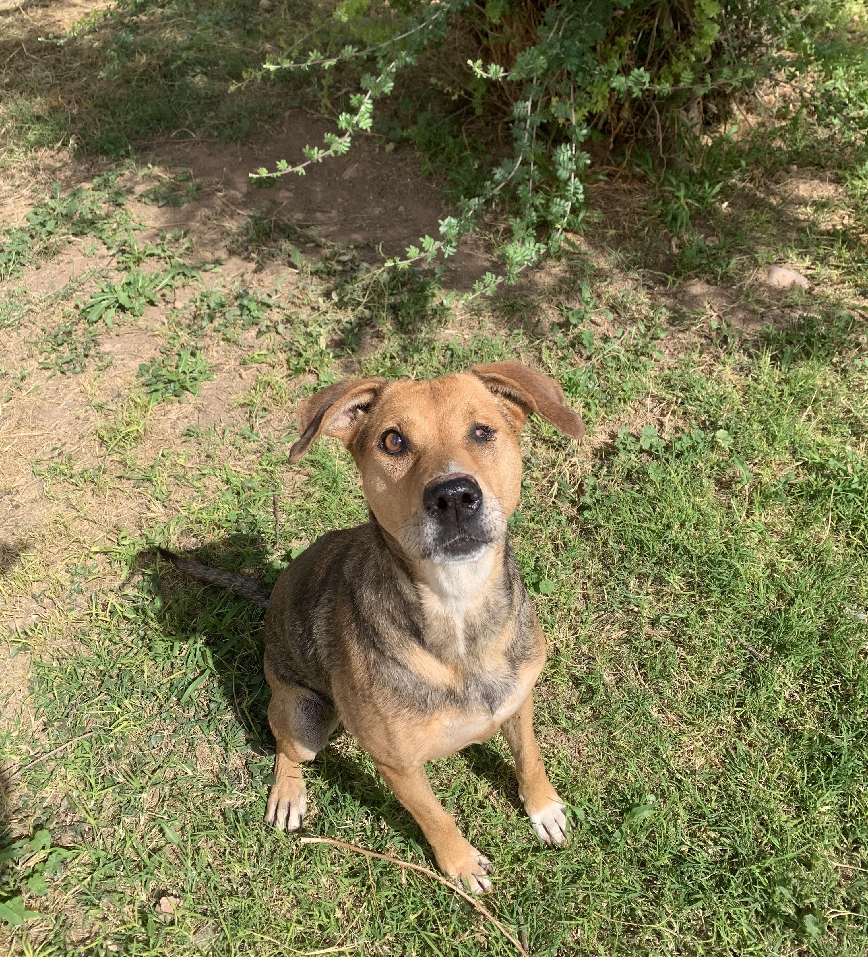 Enlarge Jewel, a Adoptable mixed breed in Bisbee, AZ image 1/2
