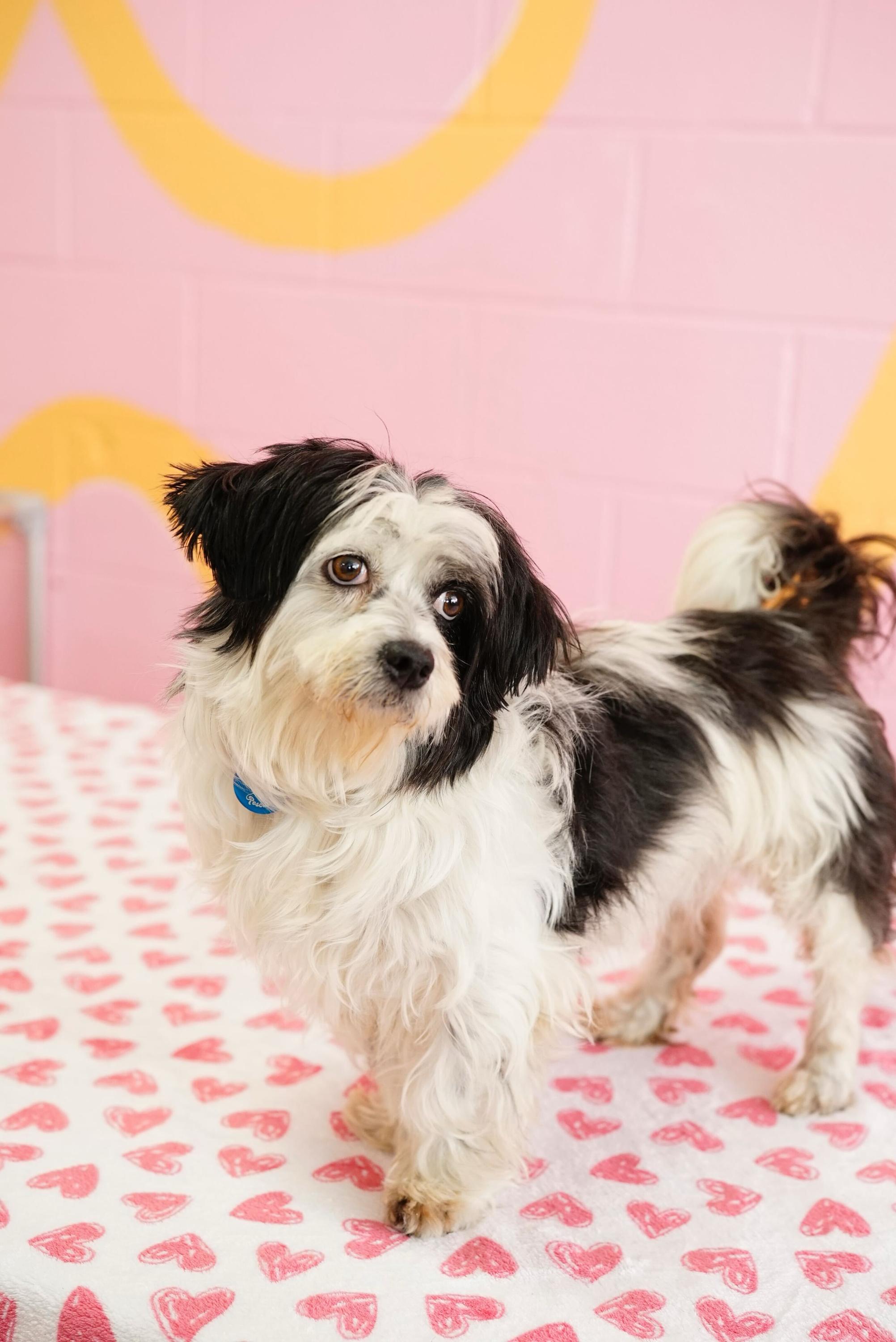 Enlarge Nancy, an adopted mixed breed in Pasadena, CA image 3/5