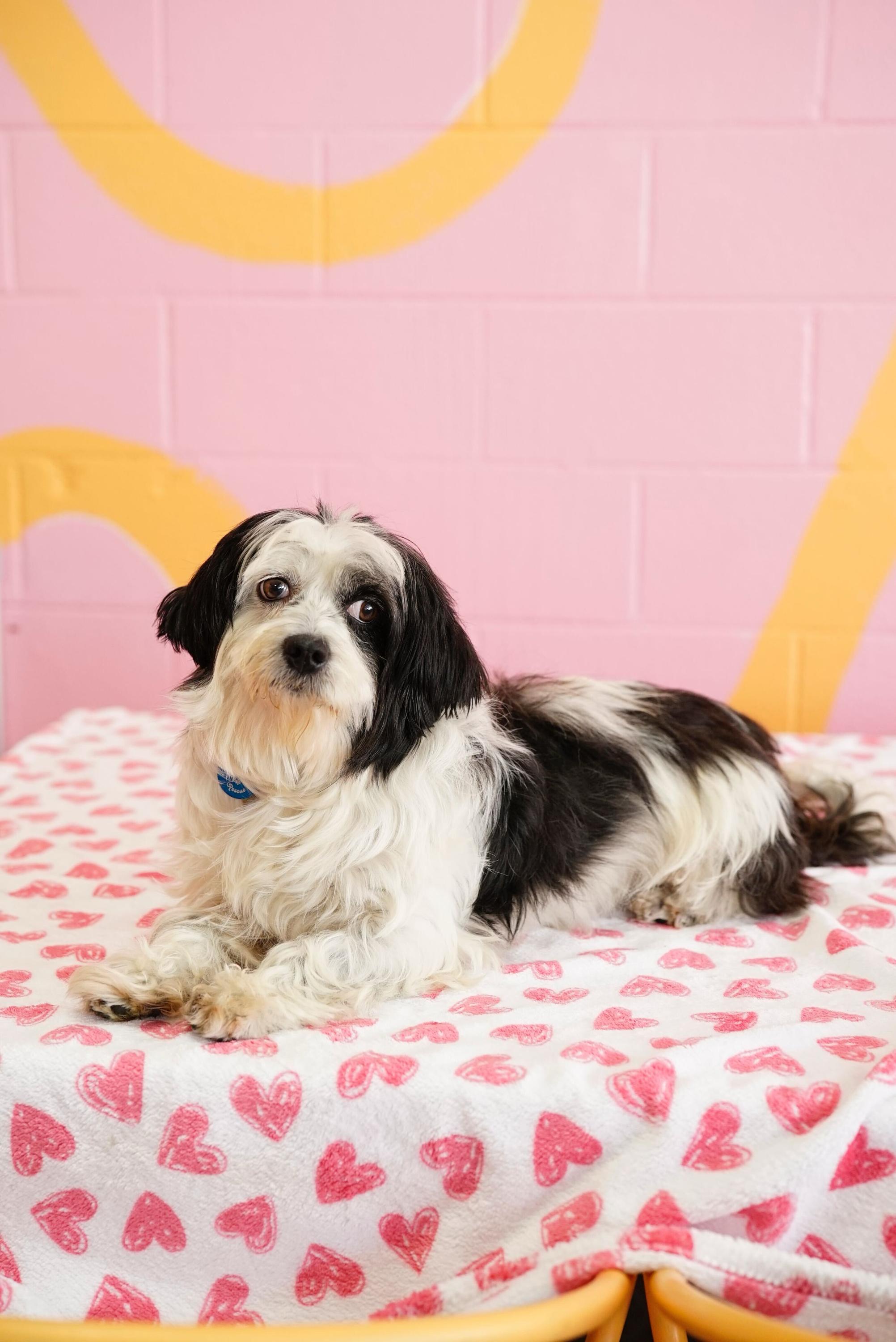 Enlarge Nancy, an adopted mixed breed in Pasadena, CA image 5/5