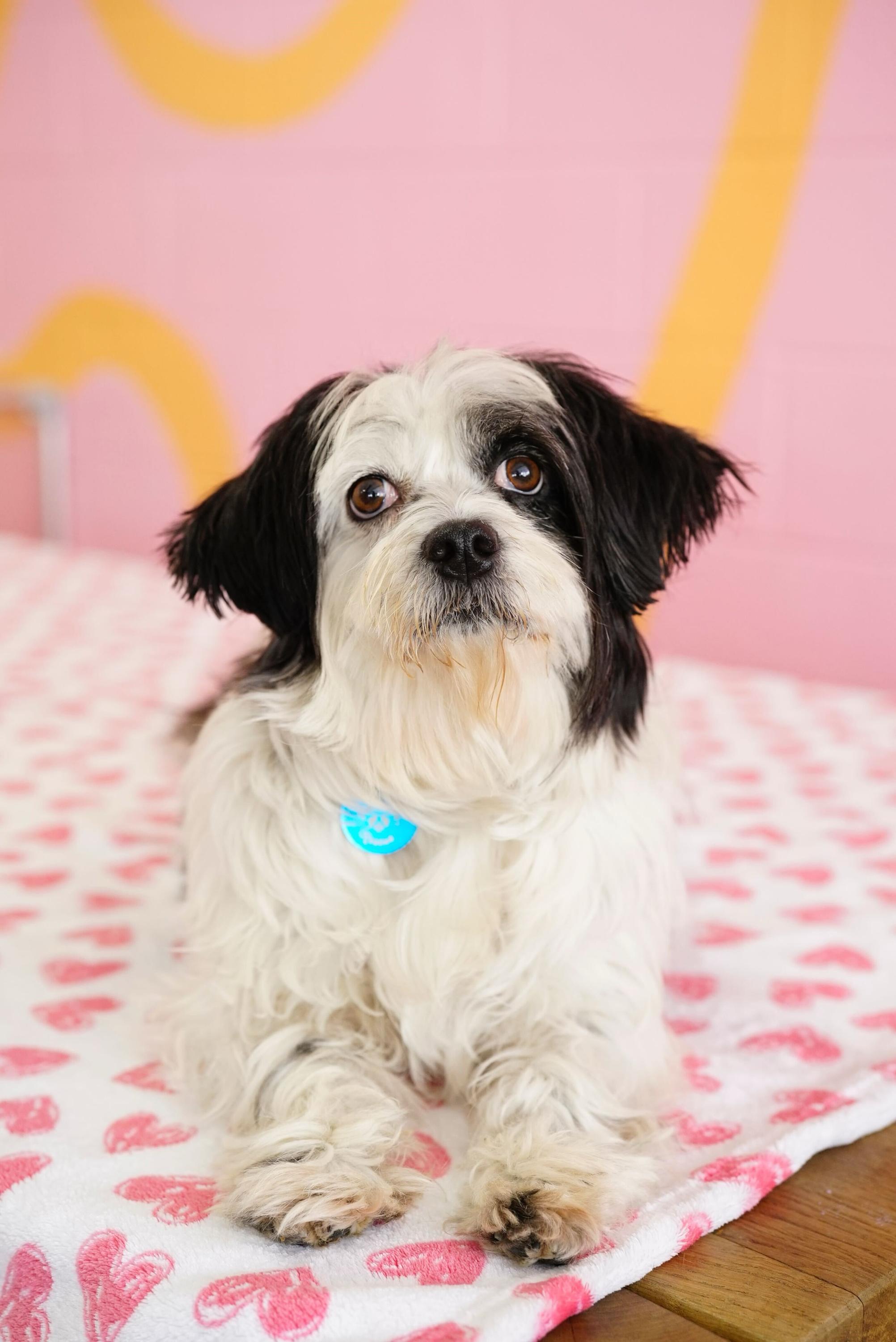 Enlarge Nancy, an adopted mixed breed in Pasadena, CA image 1/5