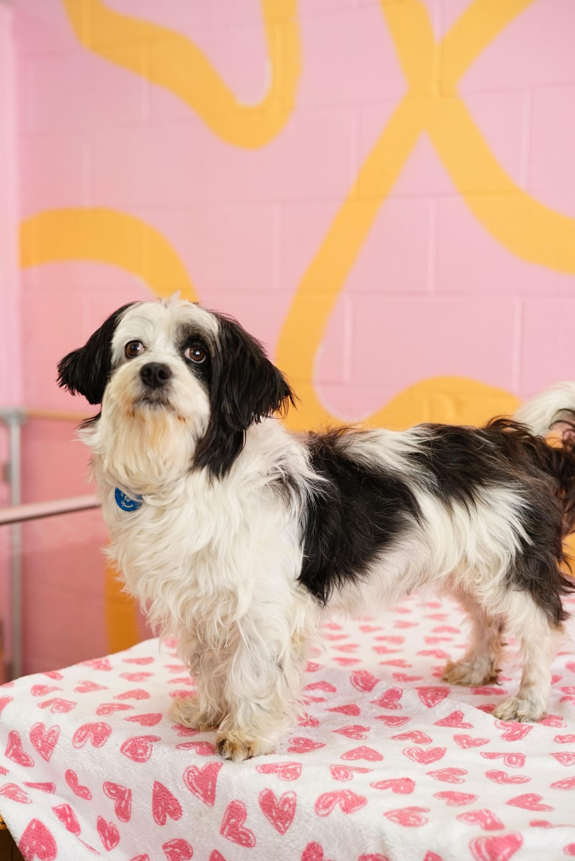 Enlarge Nancy, an adopted mixed breed in Pasadena, CA image 4/5