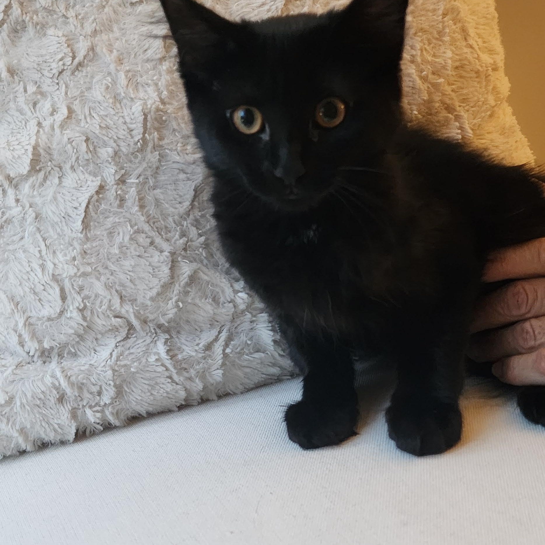 Versace, Baby Female Domestic Medium Hair