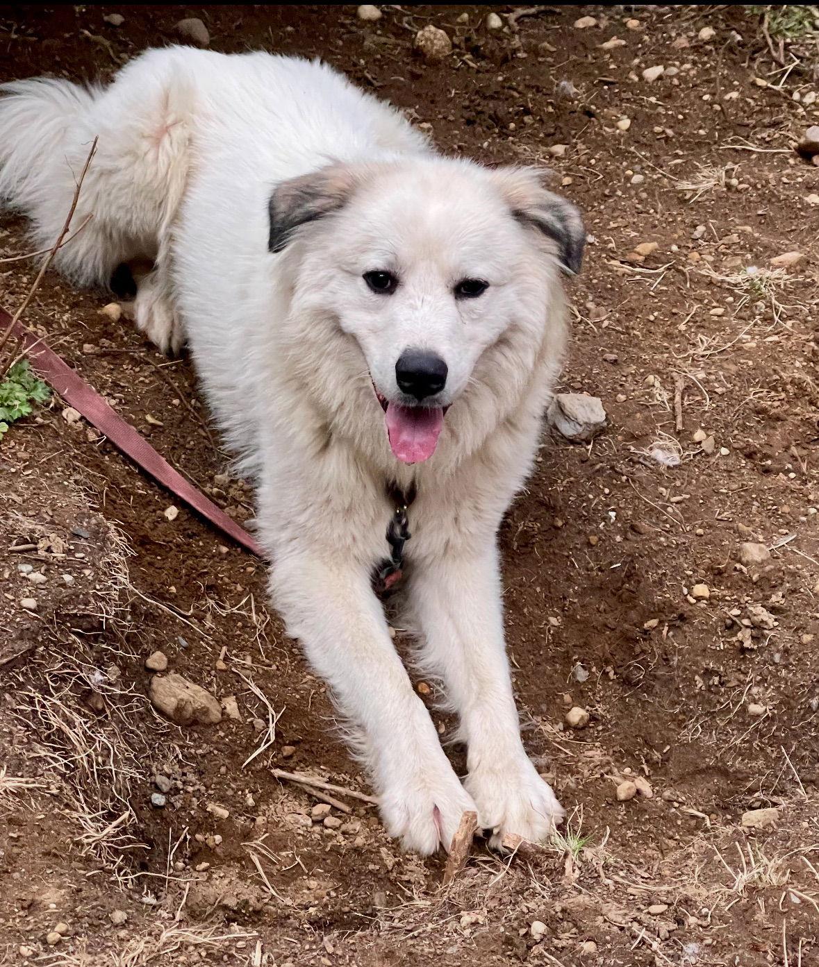 Duke, Adopted, Adult Male Great Pyrenees.