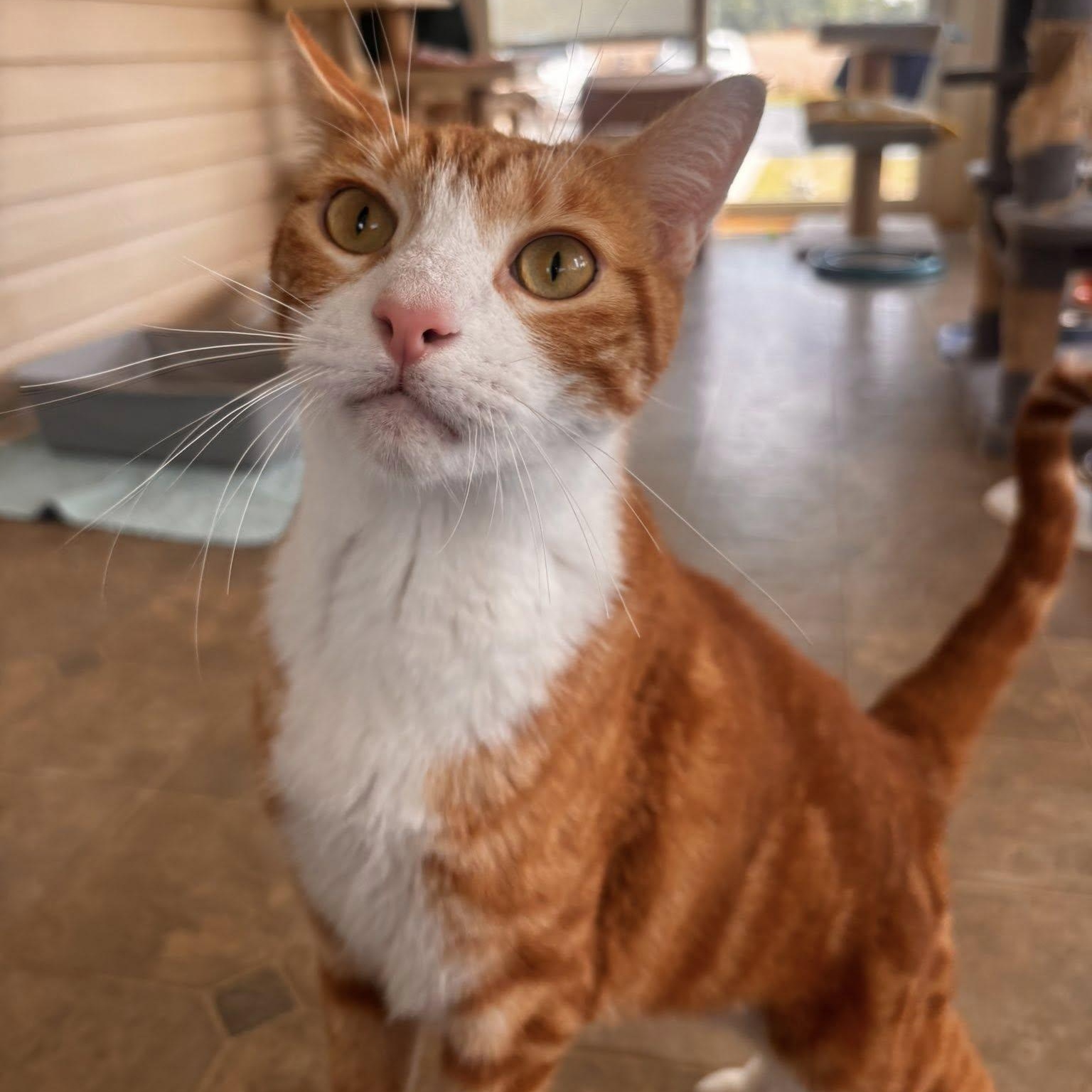 Morty, an adoptable mixed breed in Germansville, PA image 2/5