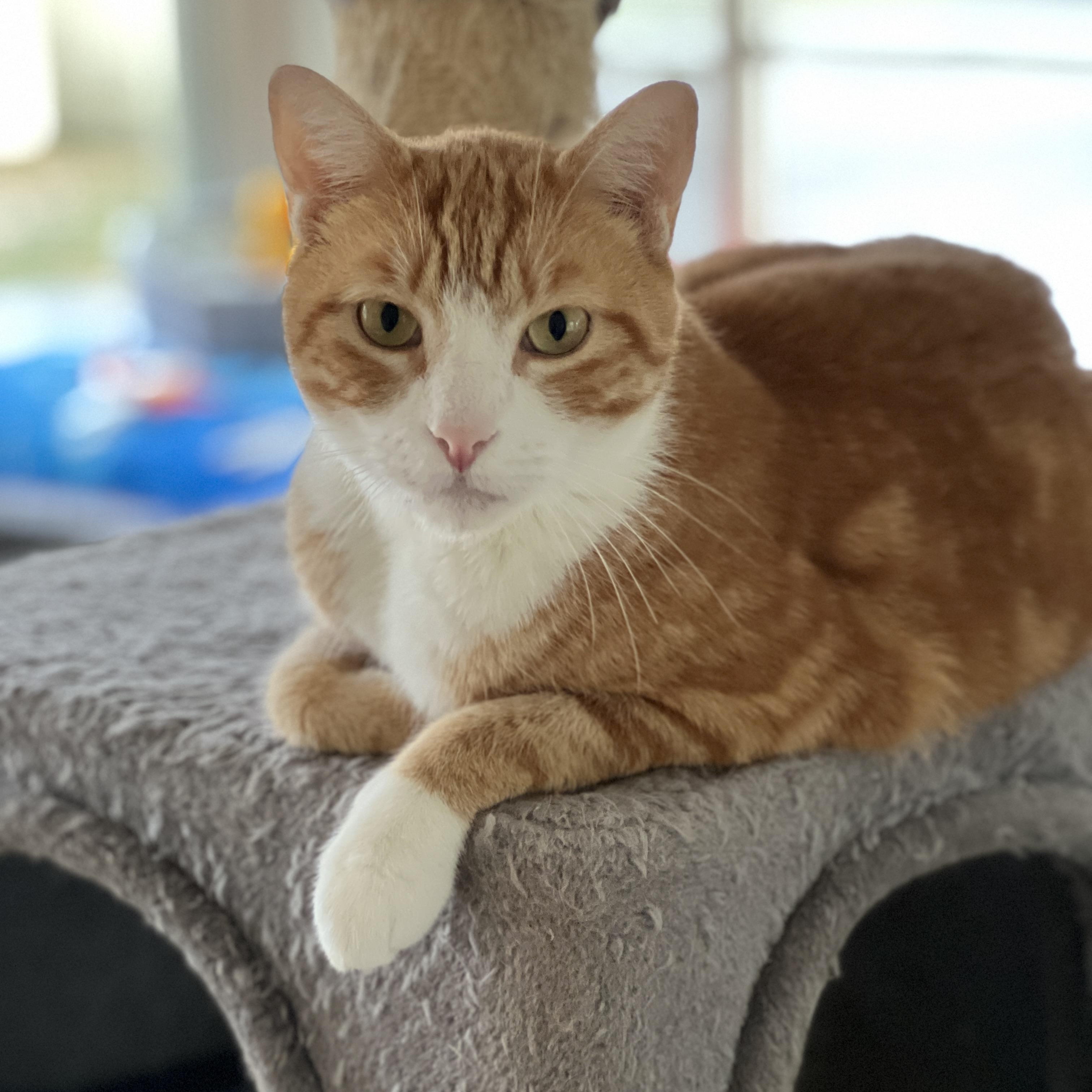 Morty, adoptable, Adult Male Domestic Short Hair & Tabby.