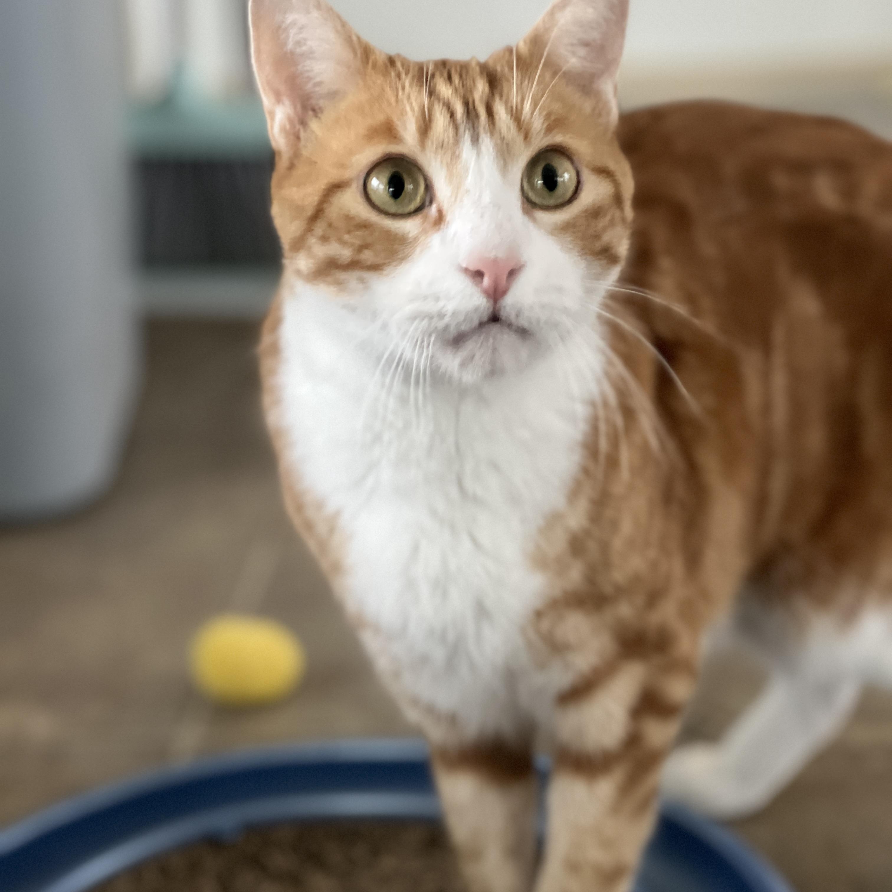 Morty, an adoptable mixed breed in Germansville, PA image 5/5