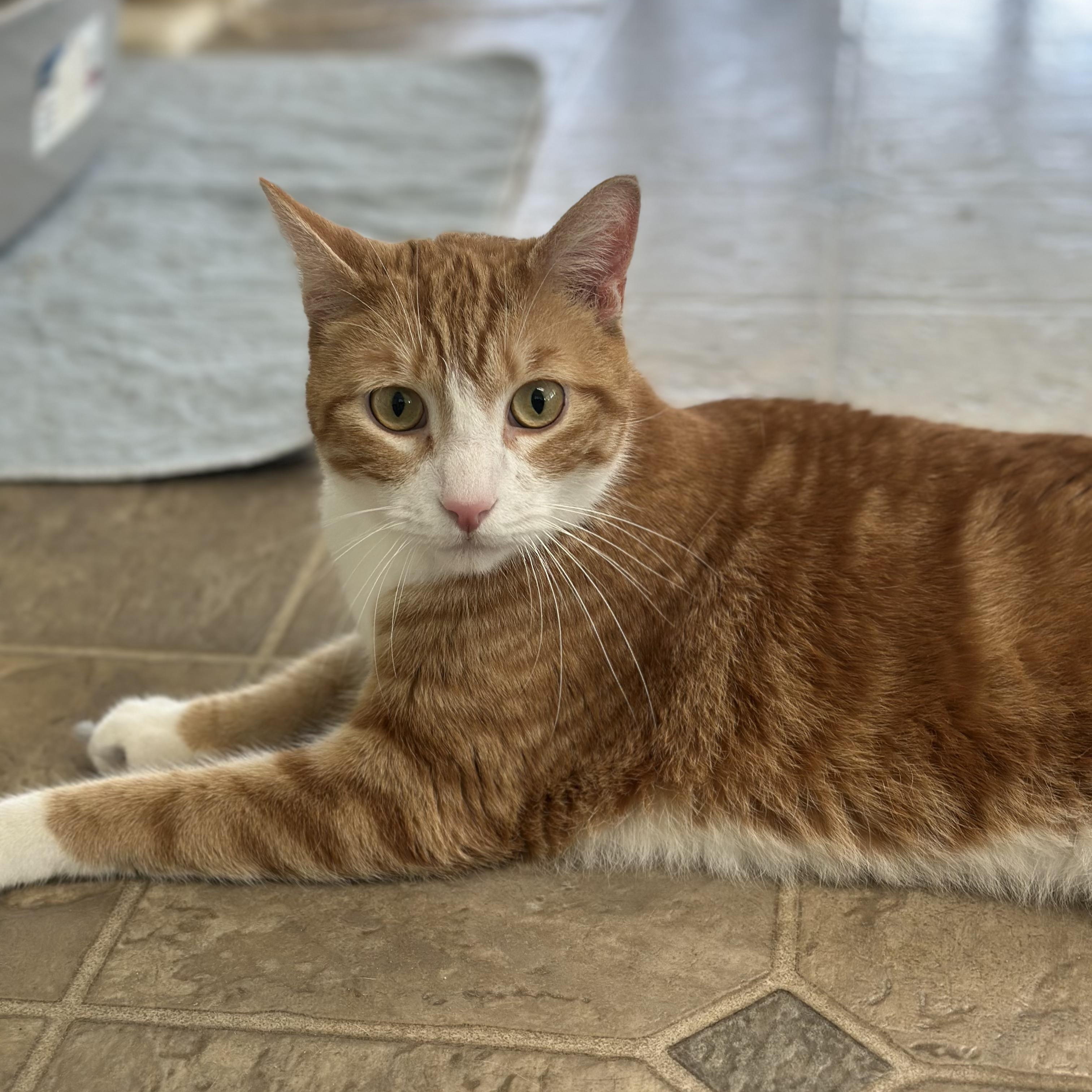 Morty, an adoptable mixed breed in Germansville, PA image 3/5