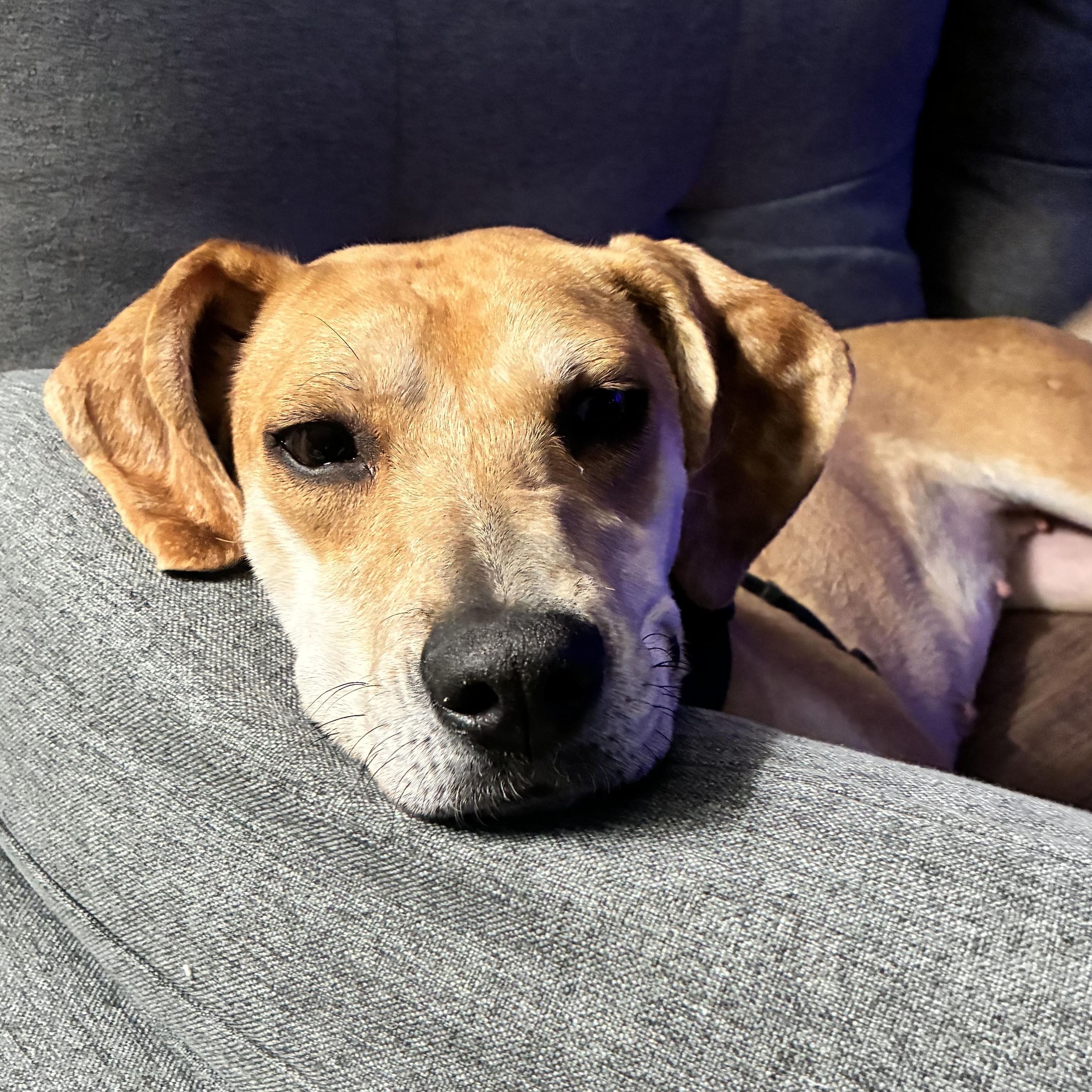 Enlarge Toki , a ADOPTABLE mixed breed in Garland, TX image 4/4