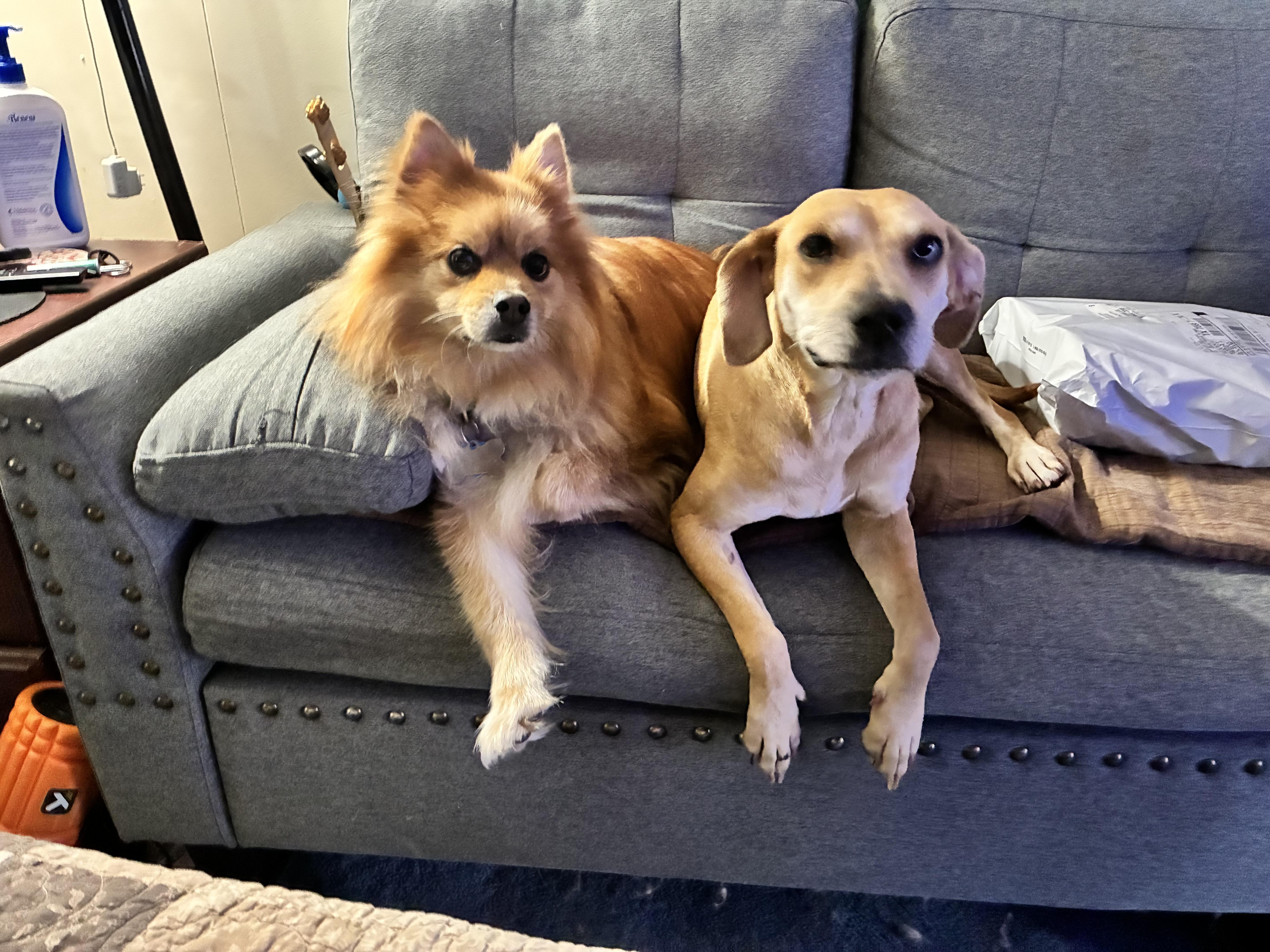 Toki , ADOPTABLE, Adult Female Beagle & Australian Cattle Dog / Blue Heeler.