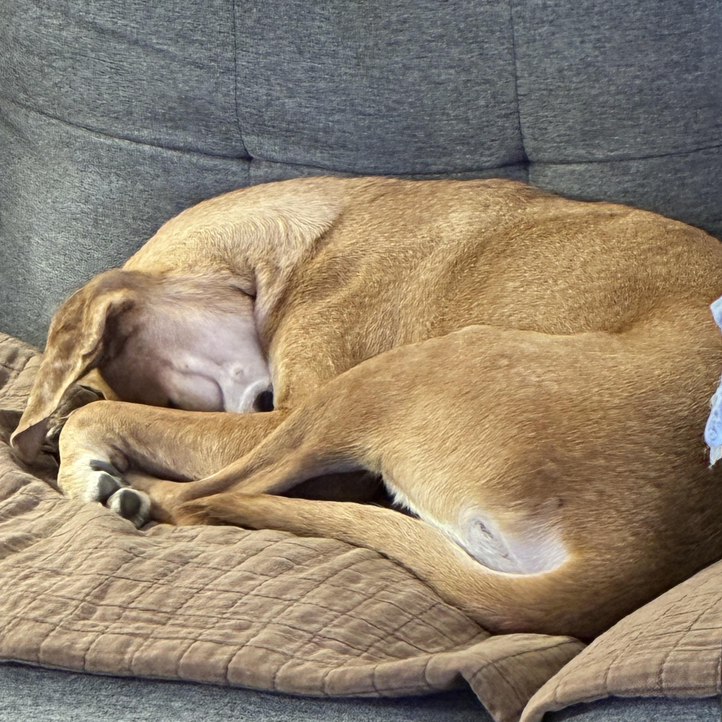 Enlarge Toki , a ADOPTABLE mixed breed in Garland, TX image 2/4