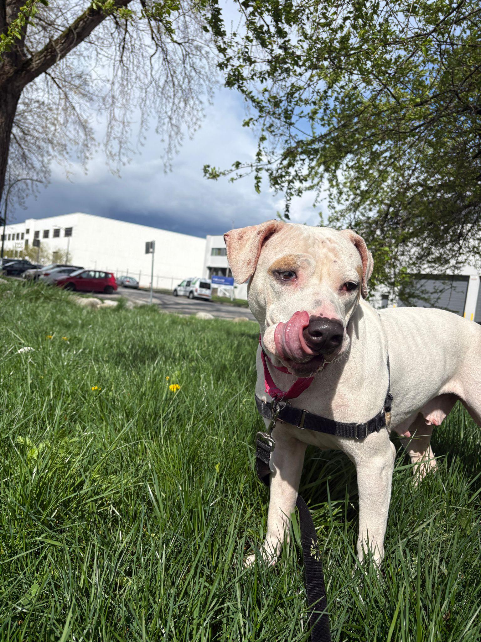 Enlarge Cordelia, an adoptable mixed breed in Vancouver, BC image 3/6