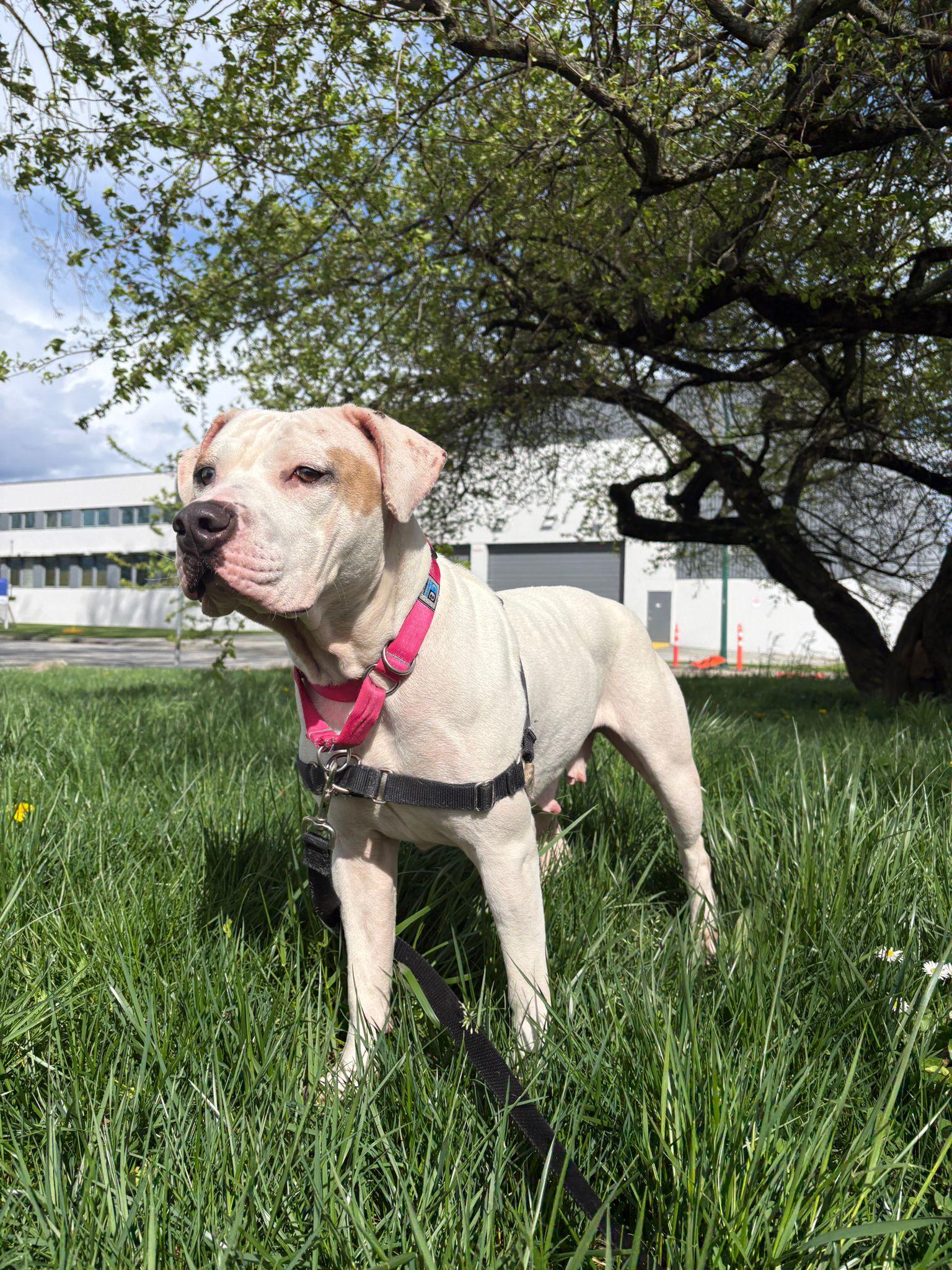 Enlarge Cordelia, an adoptable mixed breed in Vancouver, BC image 2/6