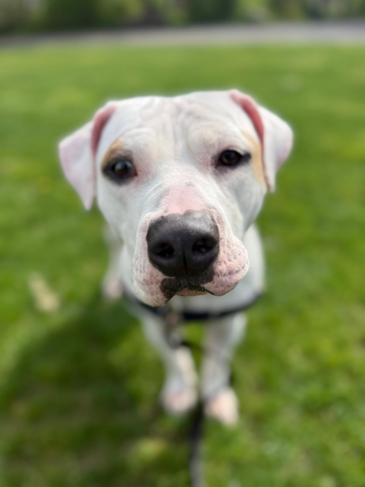 Enlarge Cordelia, an adoptable mixed breed in Vancouver, BC image 1/6