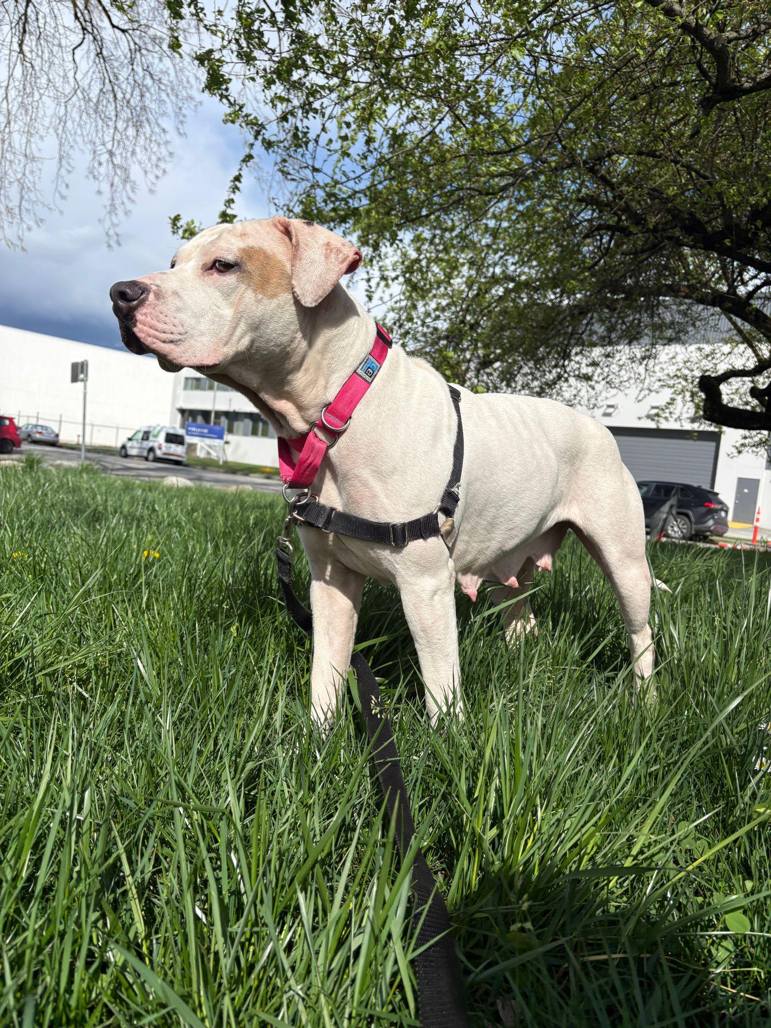 Enlarge Cordelia, an adoptable mixed breed in Vancouver, BC image 5/6