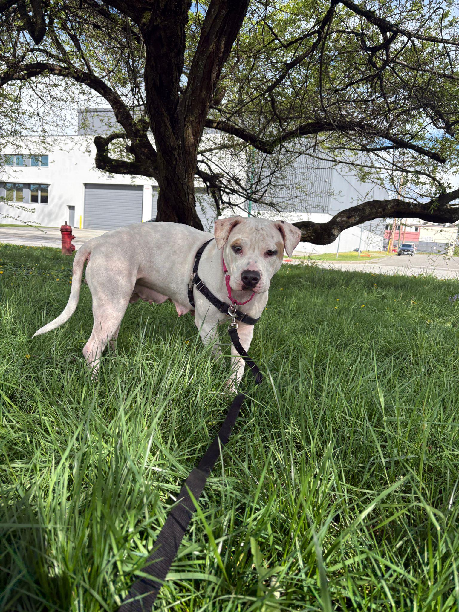 Enlarge Cordelia, an adoptable mixed breed in Vancouver, BC image 4/6
