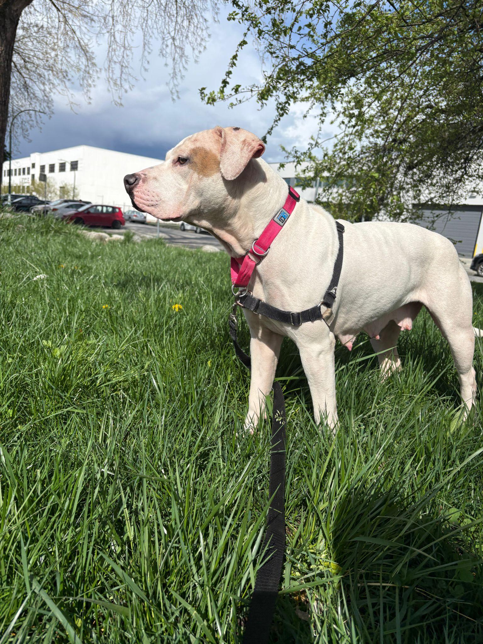 Enlarge Cordelia, an adoptable mixed breed in Vancouver, BC image 6/6