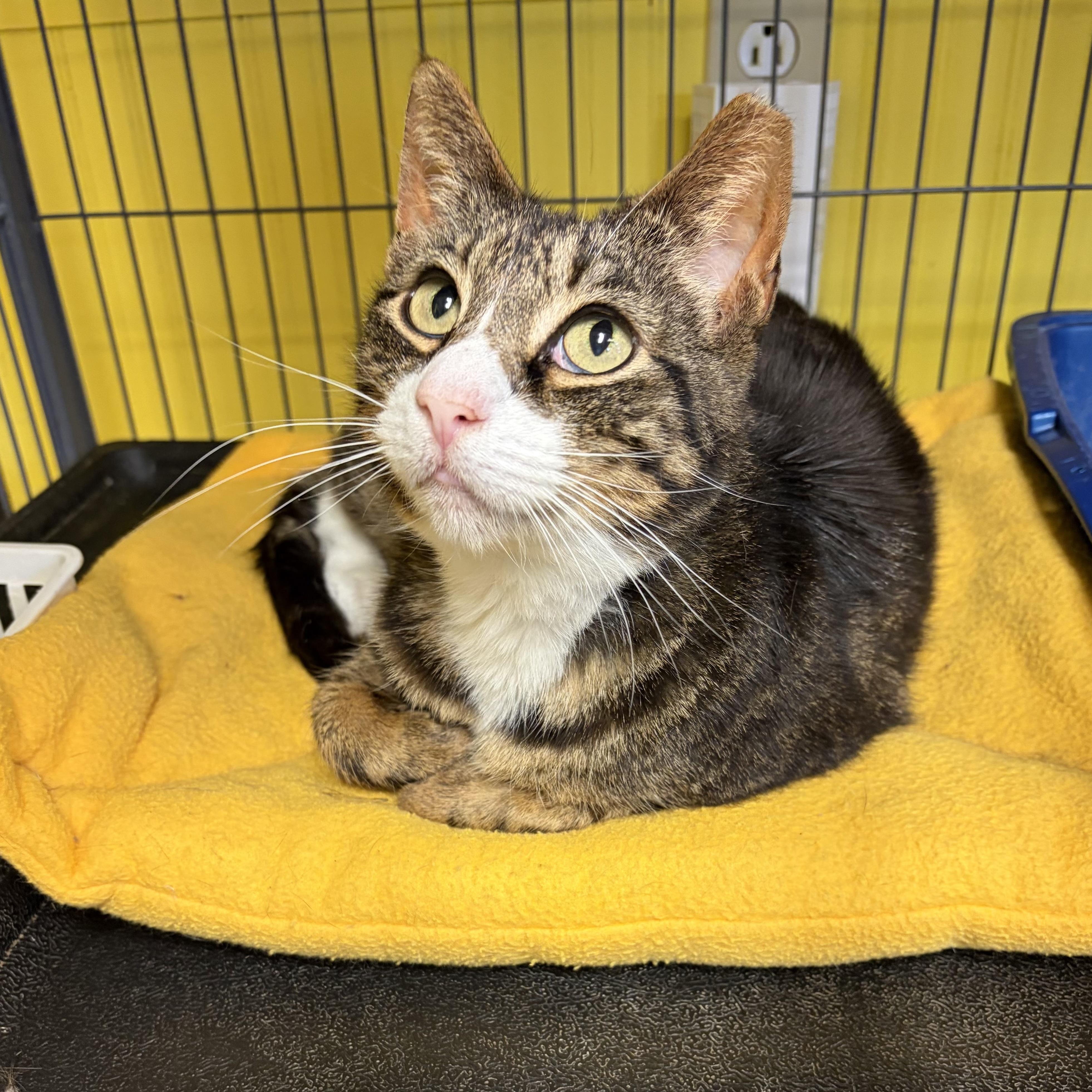 Enlarge Charming, a Adoptable Domestic Short Hair in Cortland, NY image 3/3